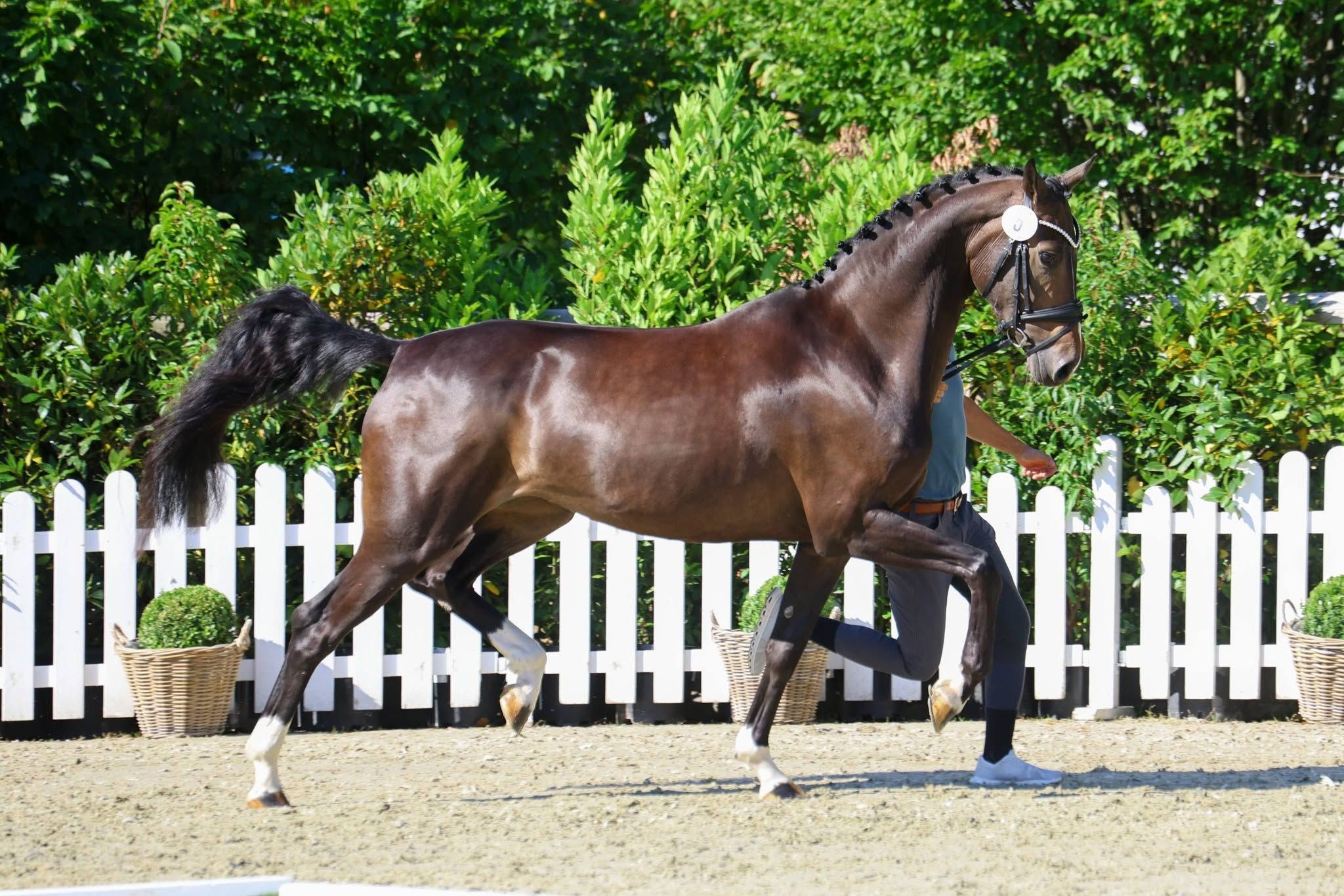 Oldenburg dressuurpaard hengst 0 rokov donkerbruin na predaj - Foto 5