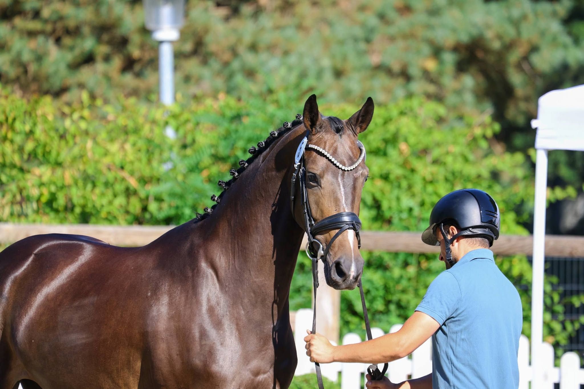 Oldenburg dressuurpaard hengst 0 rokov donkerbruin na predaj - Foto 4