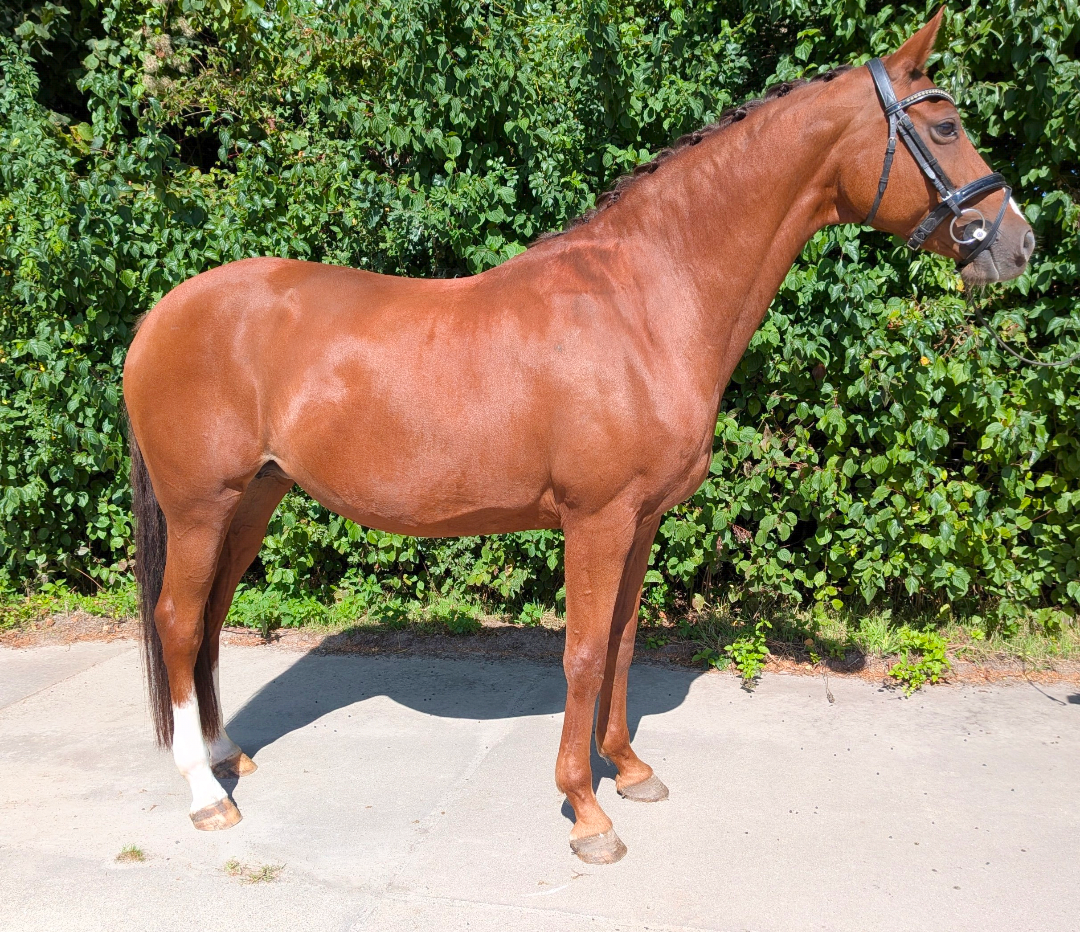 dressuurpaard merrie 11 ani vos de vânzare - Foto 4