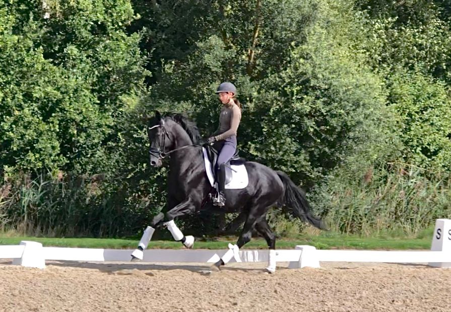 oldenburg dressuurpaard hengst 4 ans zwart à vendre - Photo 2