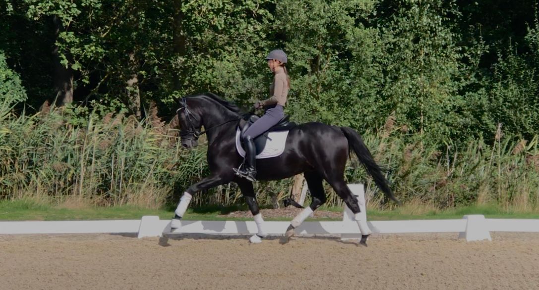oldenburg dressuurpaard hengst 4 ans zwart à vendre - Photo 4