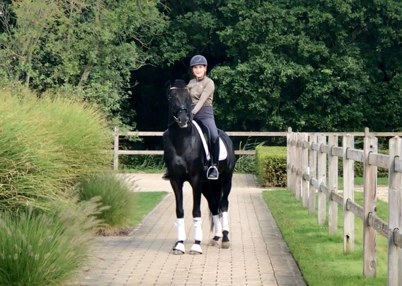 oldenburg dressuurpaard hengst 4 ans zwart à vendre - Photo 3