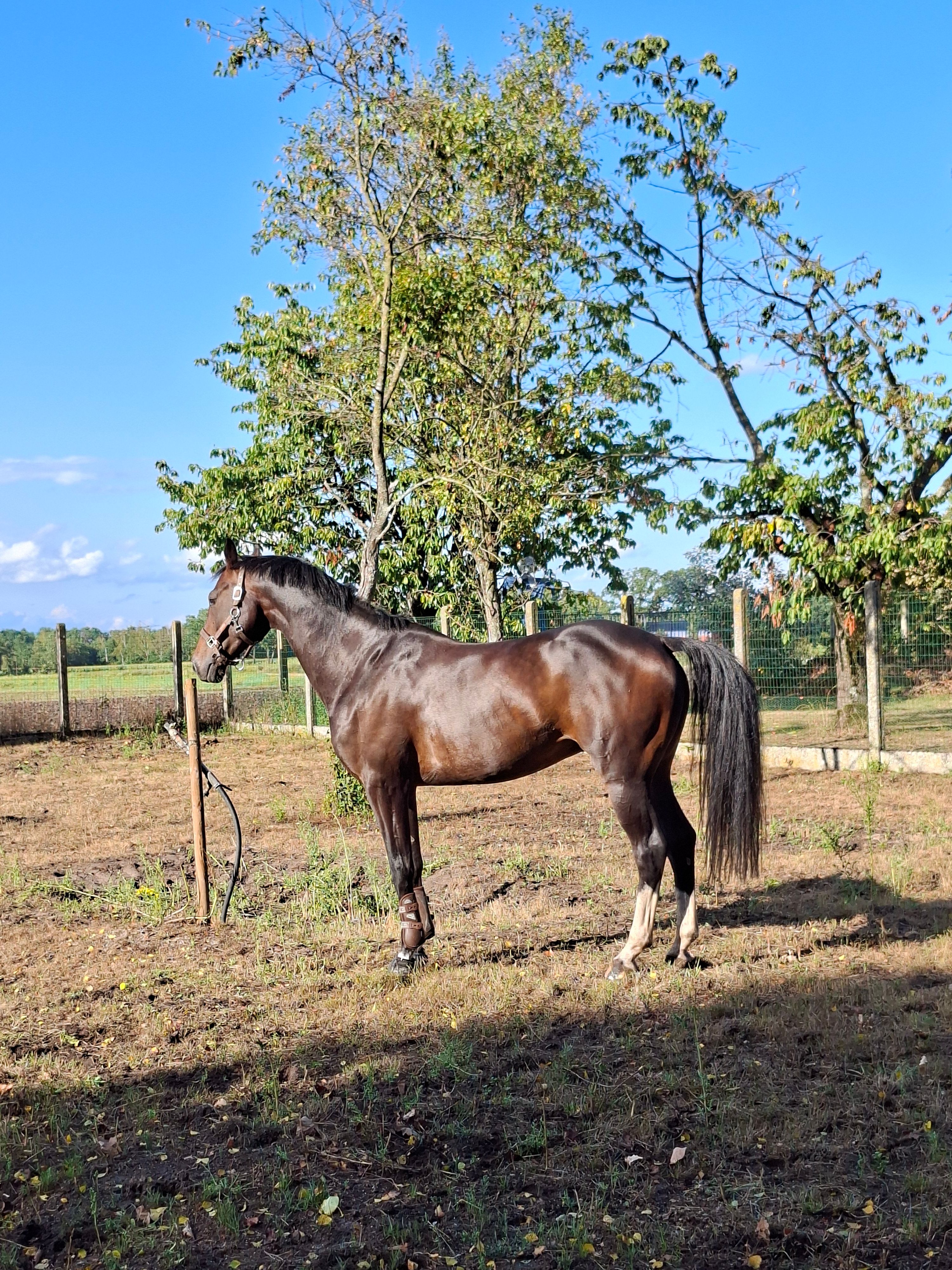 Caballo prometedor con perspectivas de futuro