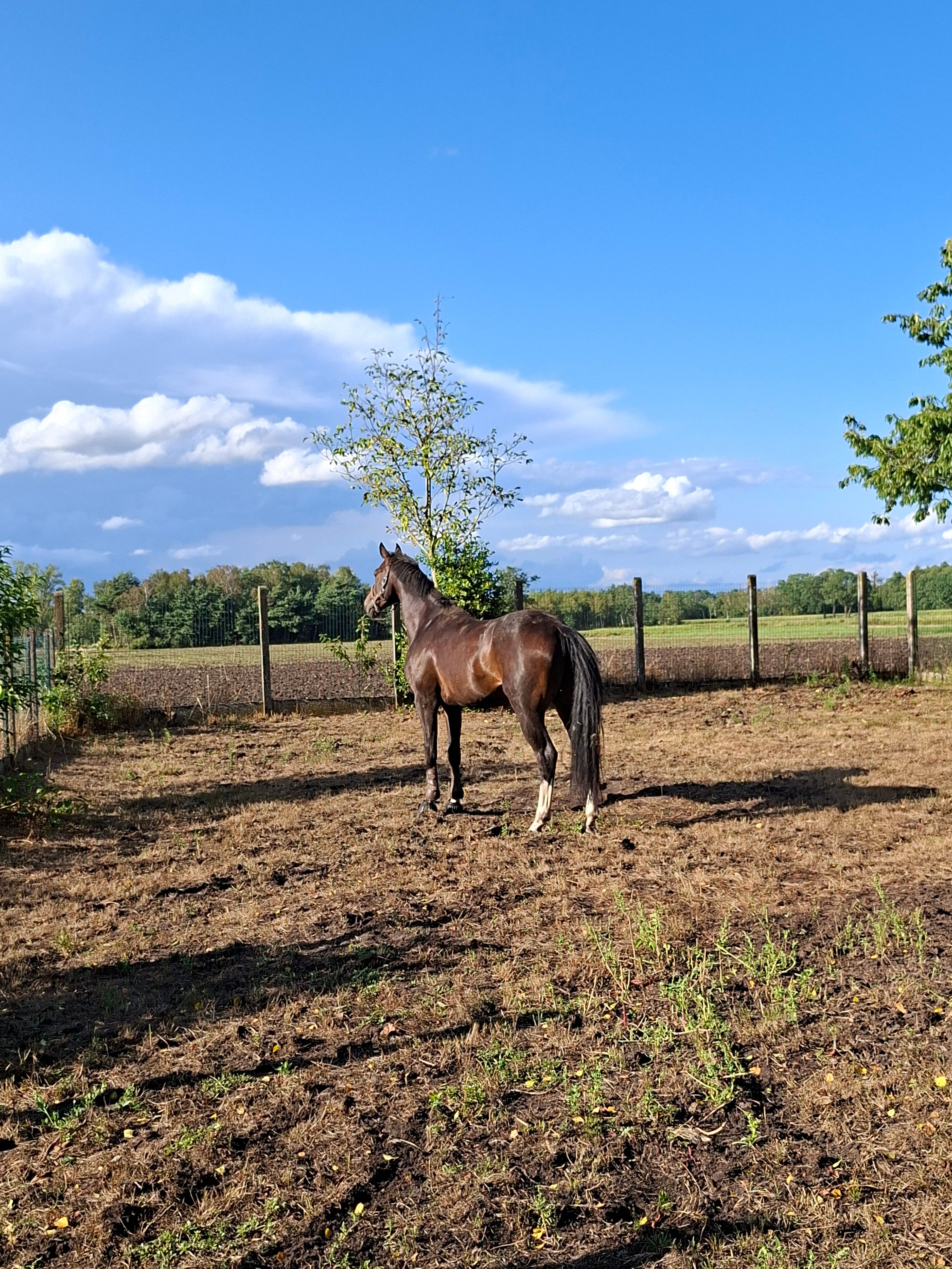 kwpn dressuurpaard ruin 6 años bruin en venta - Foto 2