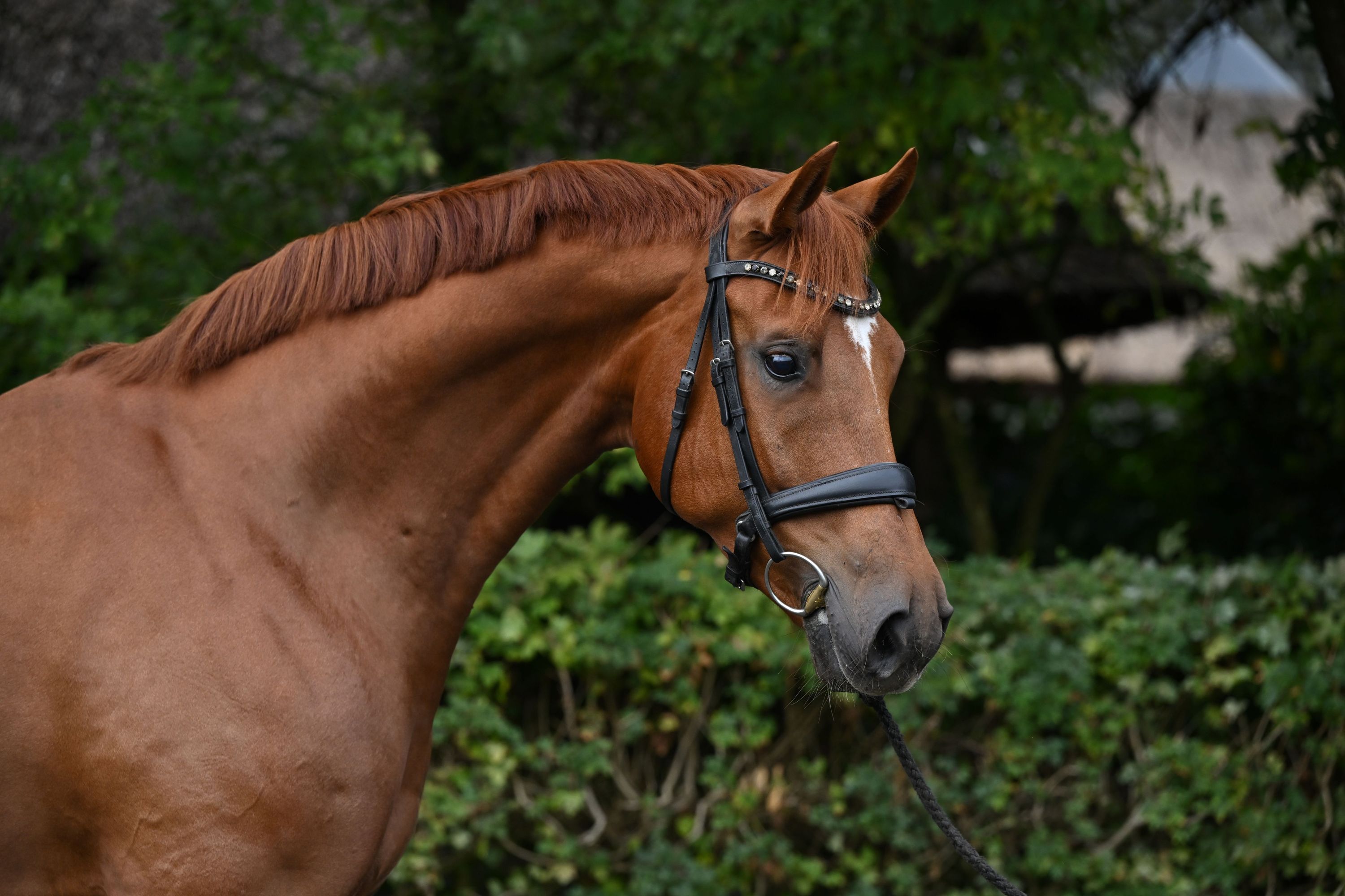 kwpn dressuurpaard ruin 7 år vos til salgs - Foto 3