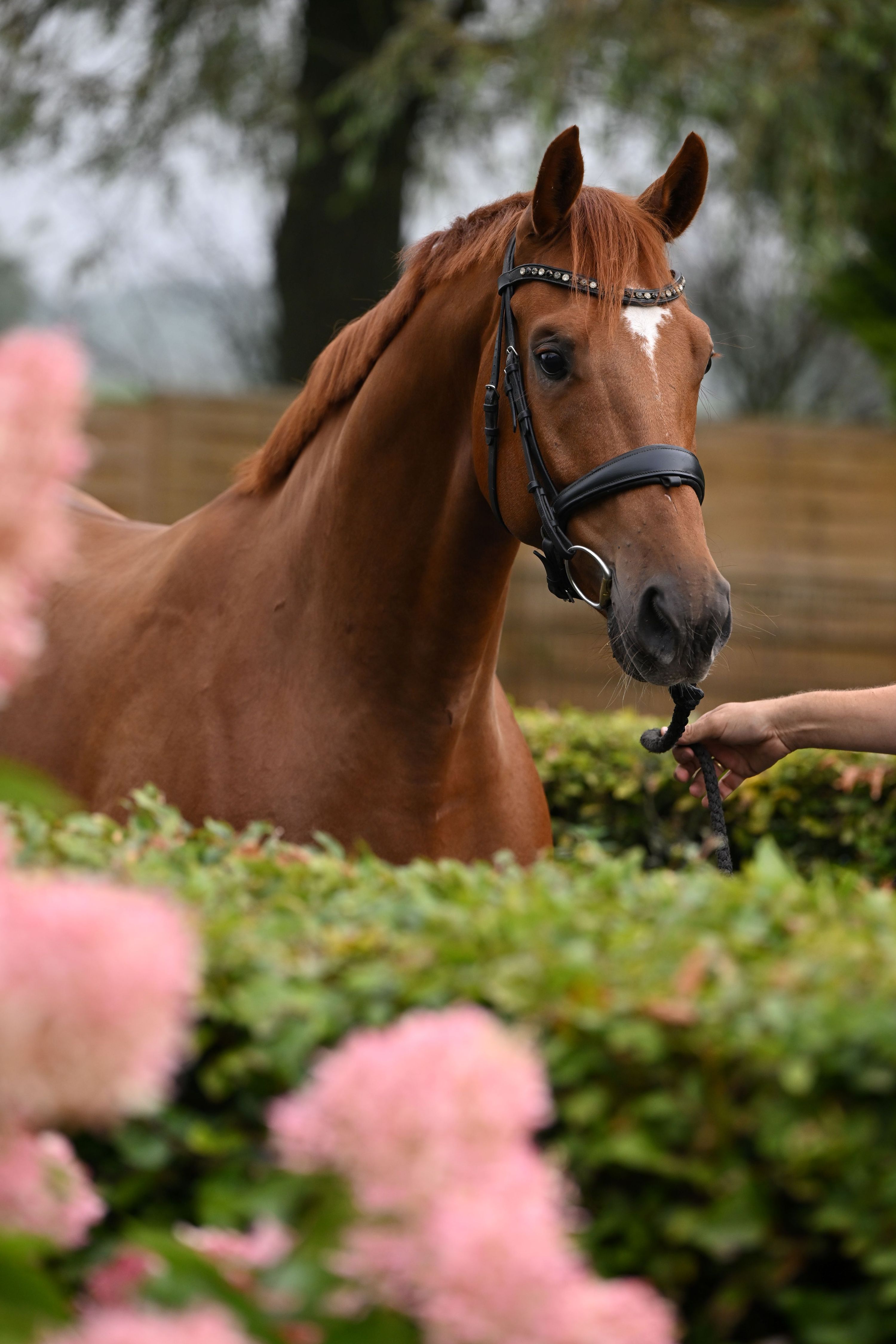kwpn dressuurpaard ruin 7 år vos til salgs - Foto 2
