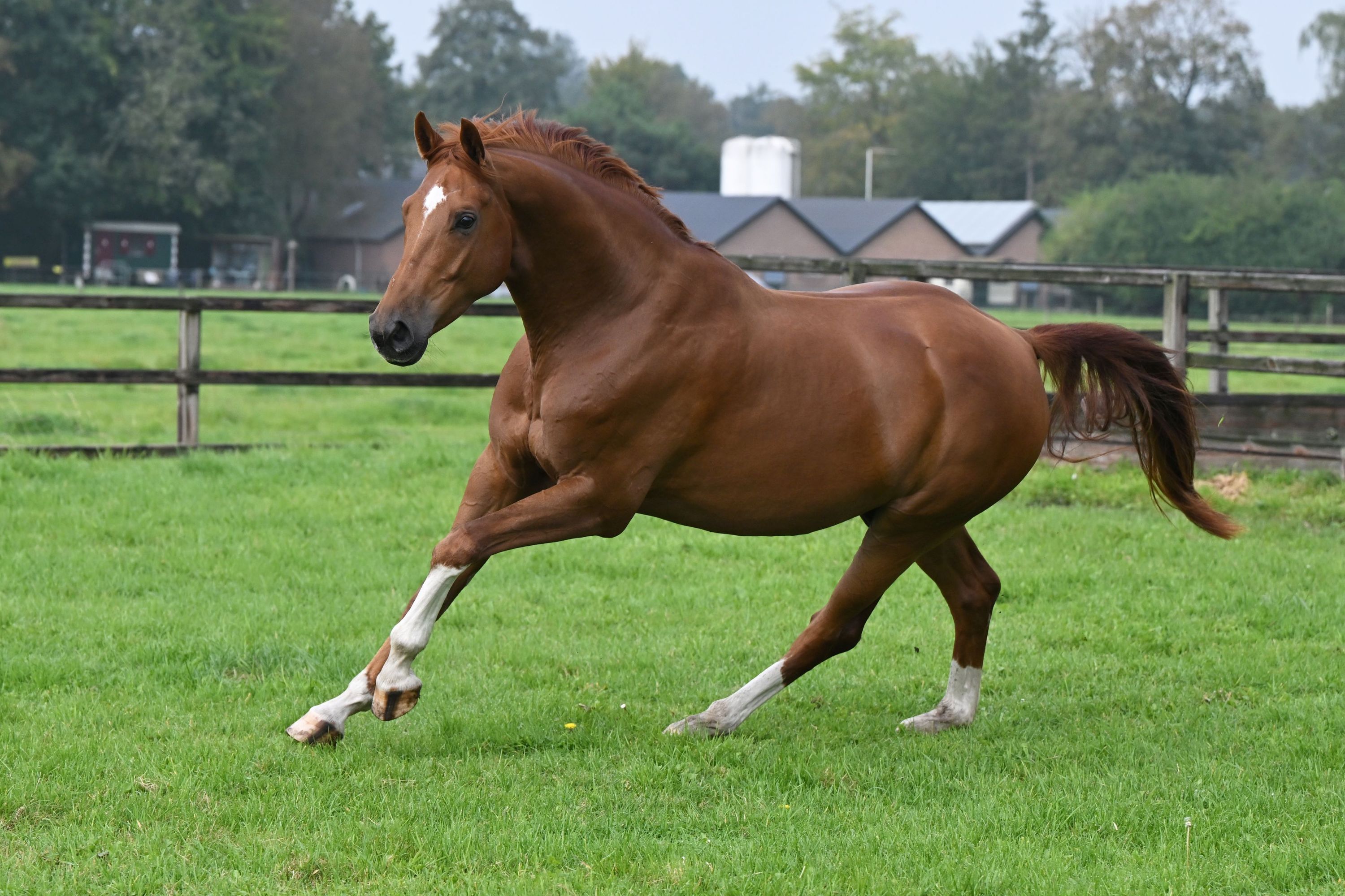 kwpn dressuurpaard ruin 7 år vos til salgs - Foto 6