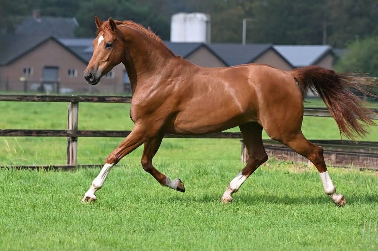 kwpn dressuurpaard ruin 7 år vos til salgs - Foto 5