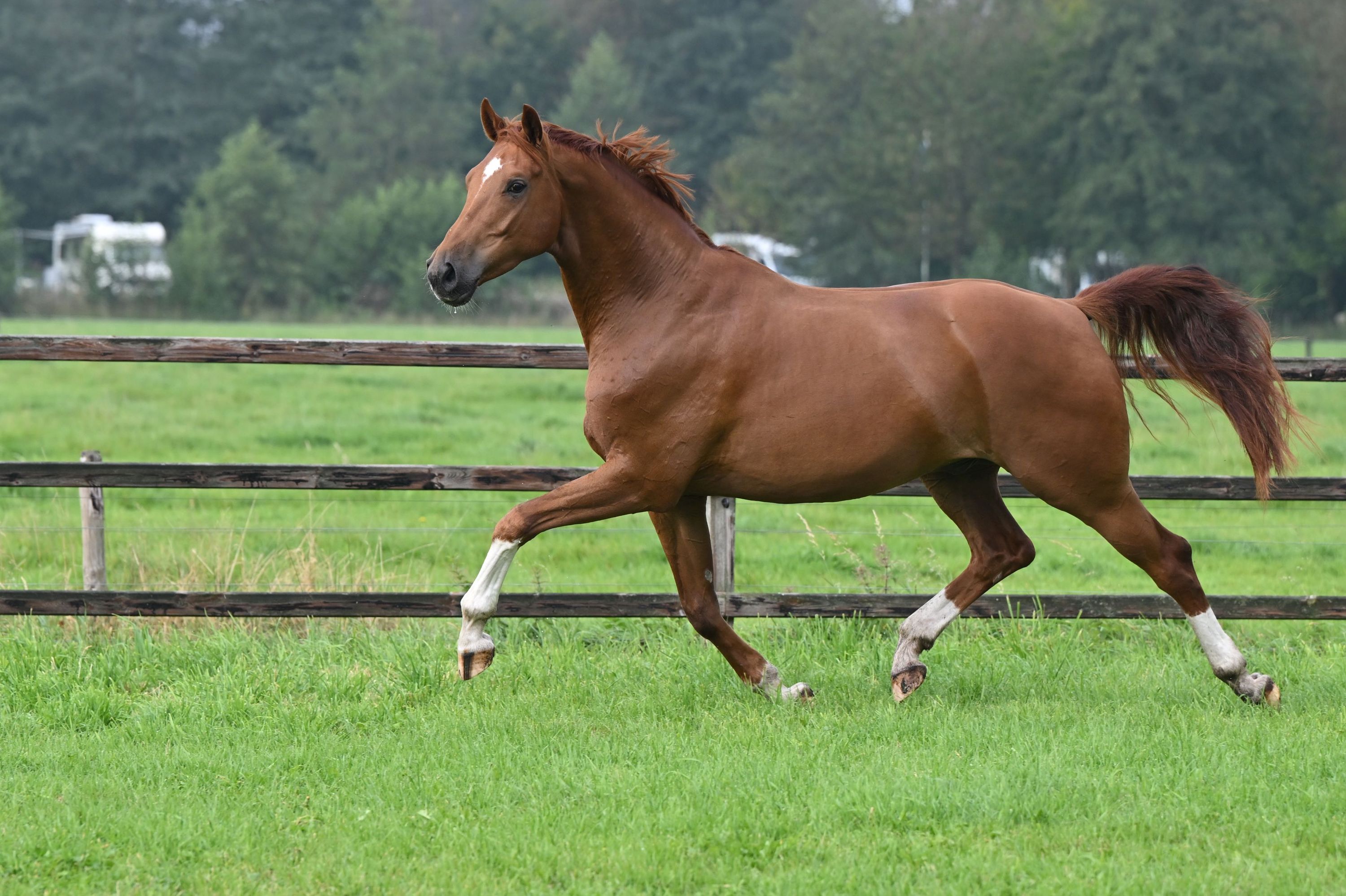 kwpn dressuurpaard ruin 7 år vos til salgs - Foto 4