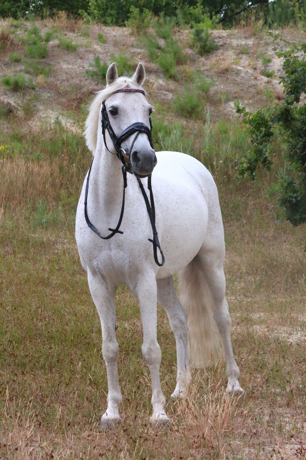 connemara allround-pony merrie 18 vuotta schimmel myytävänä - Kuva 2
