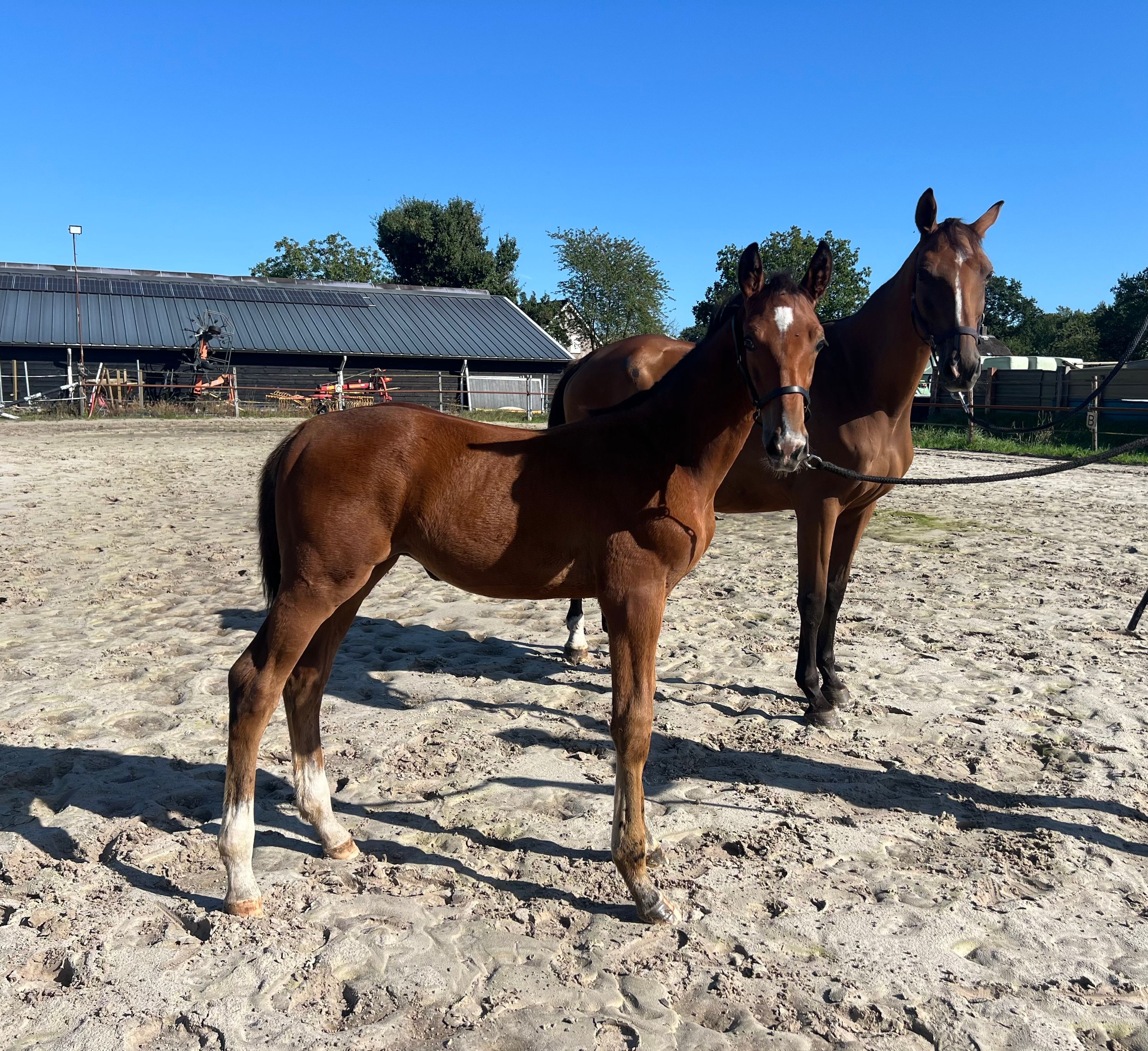 kwpn springpaard hengst 0 years old bruin for sale - Photo 3