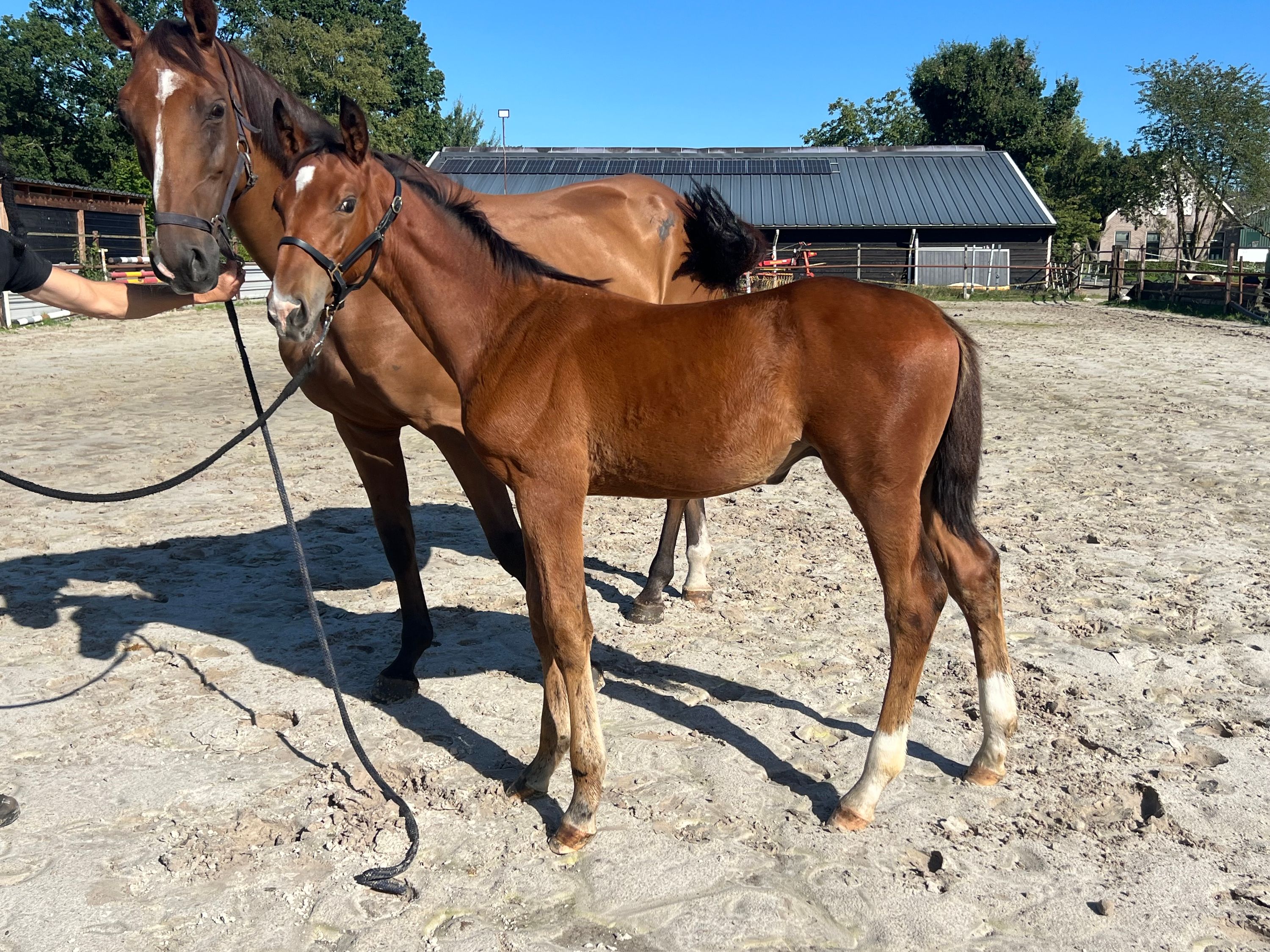 kwpn springpaard hengst 0 years old bruin for sale - Photo 6