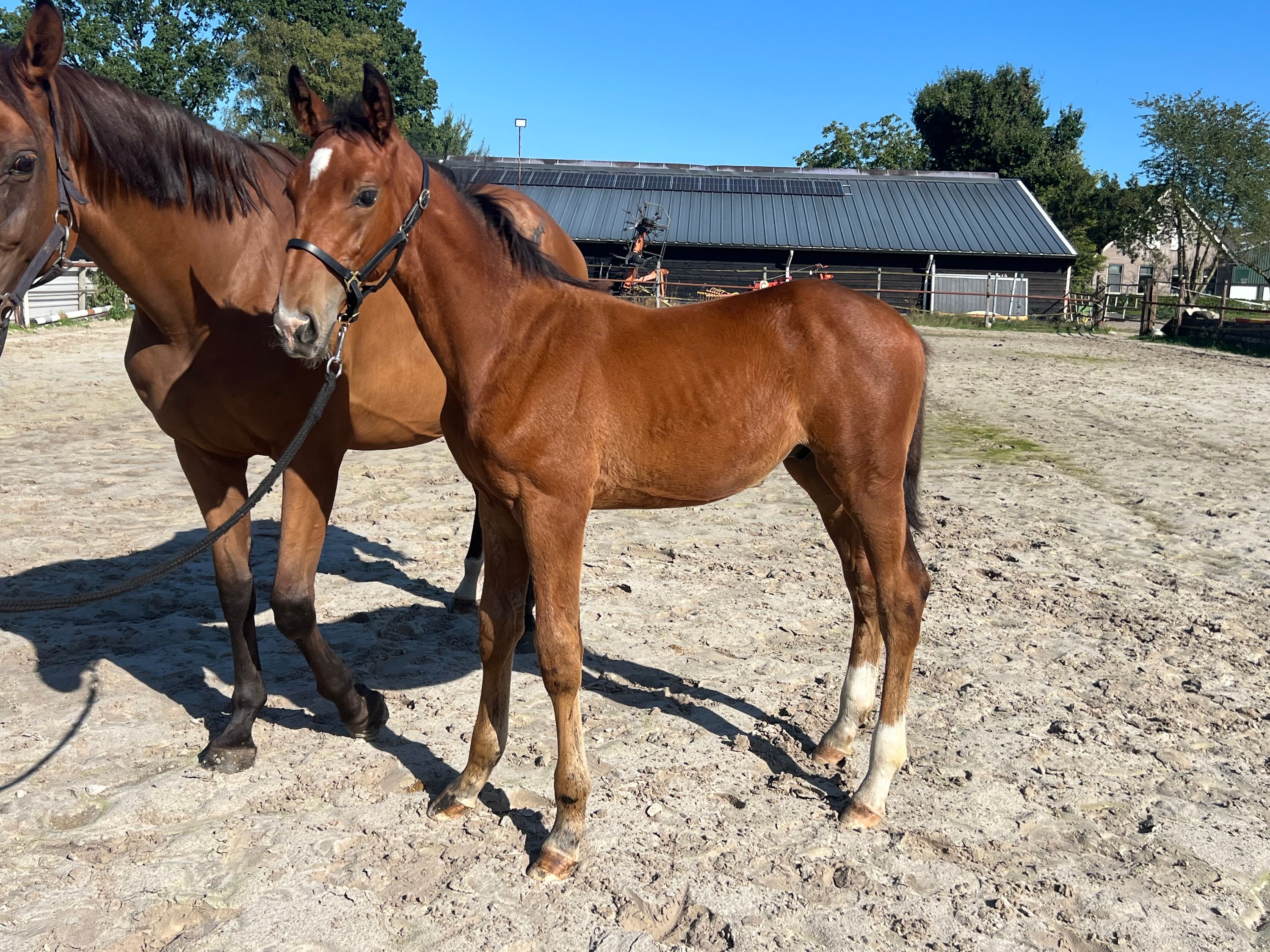 kwpn springpaard hengst 0 years old bruin for sale - Photo 2