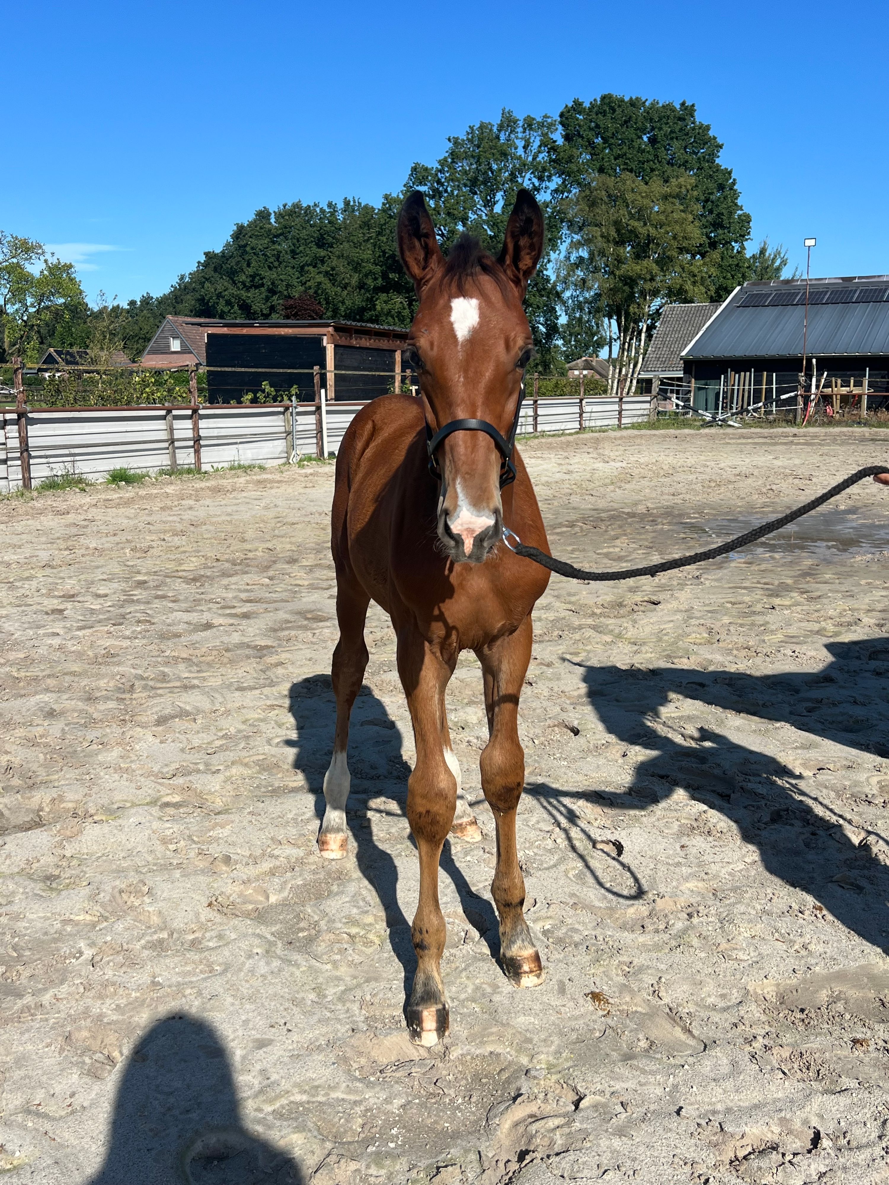 kwpn springpaard hengst 0 years old bruin for sale - Photo 4