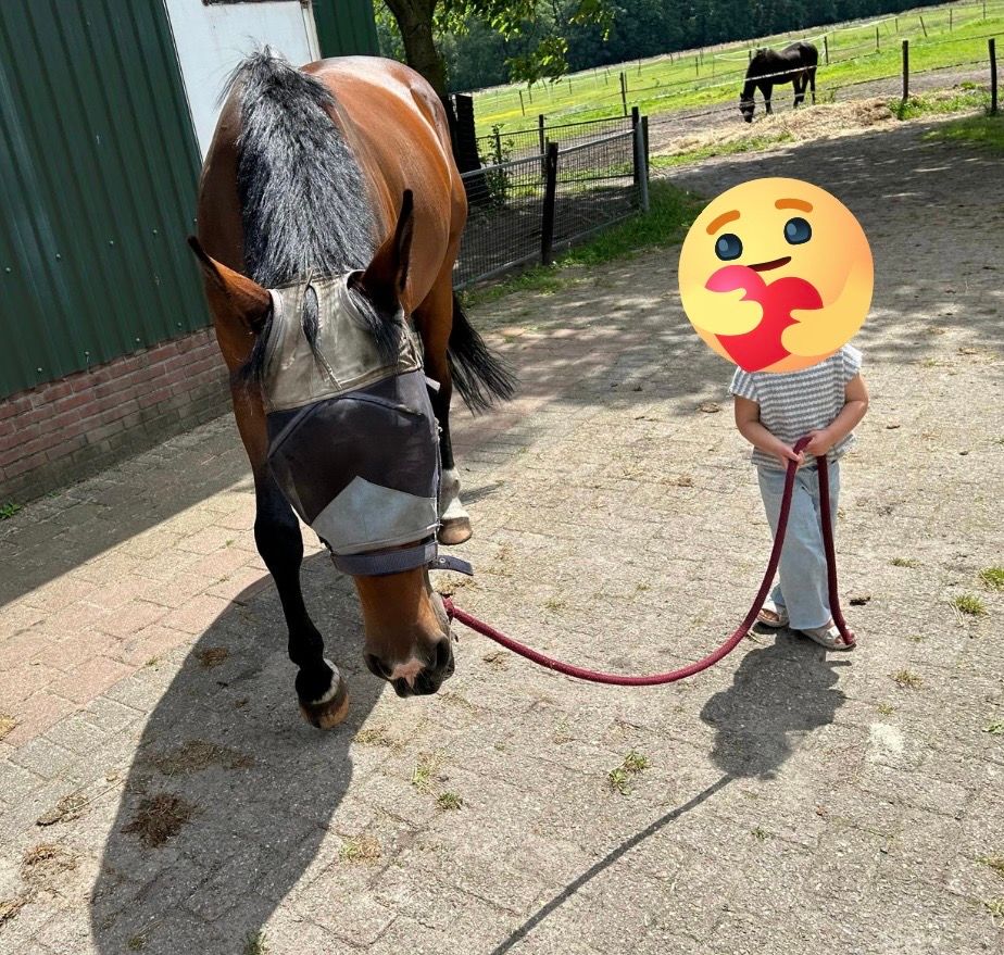 kwpn paard merrie 14 años donkerbruin en venta - Foto 4