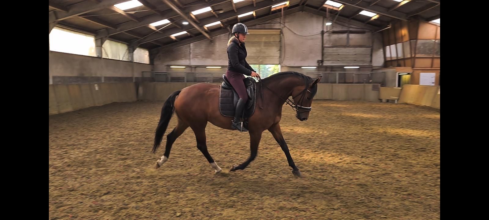 kwpn paard merrie 14 años donkerbruin en venta - Foto 5