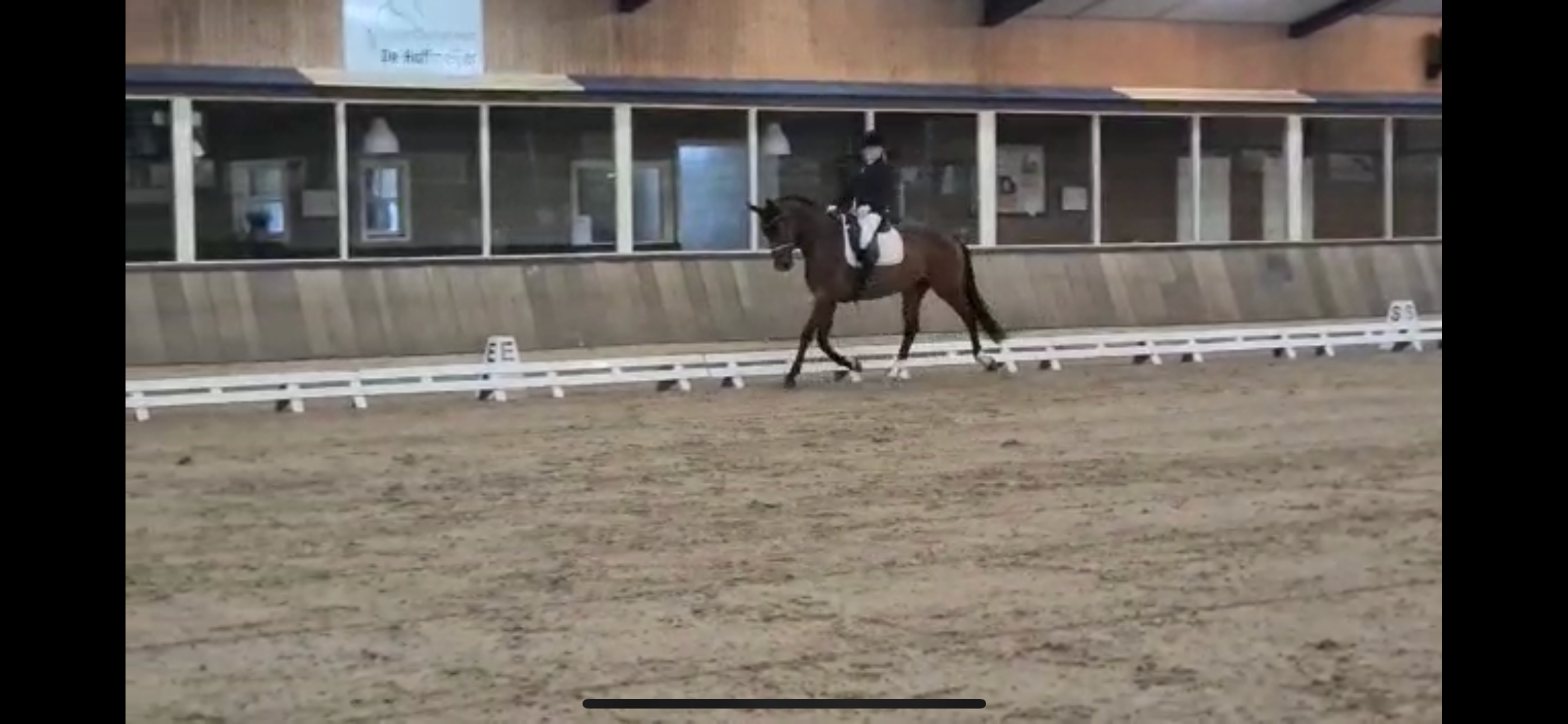 kwpn paard merrie 14 años donkerbruin en venta - Foto 6