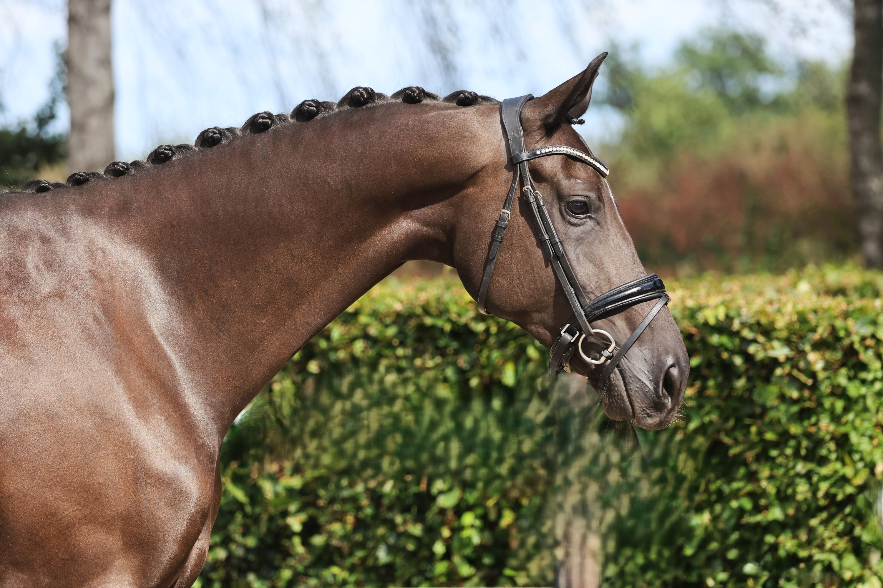Super nice and sweet Toto jr mare