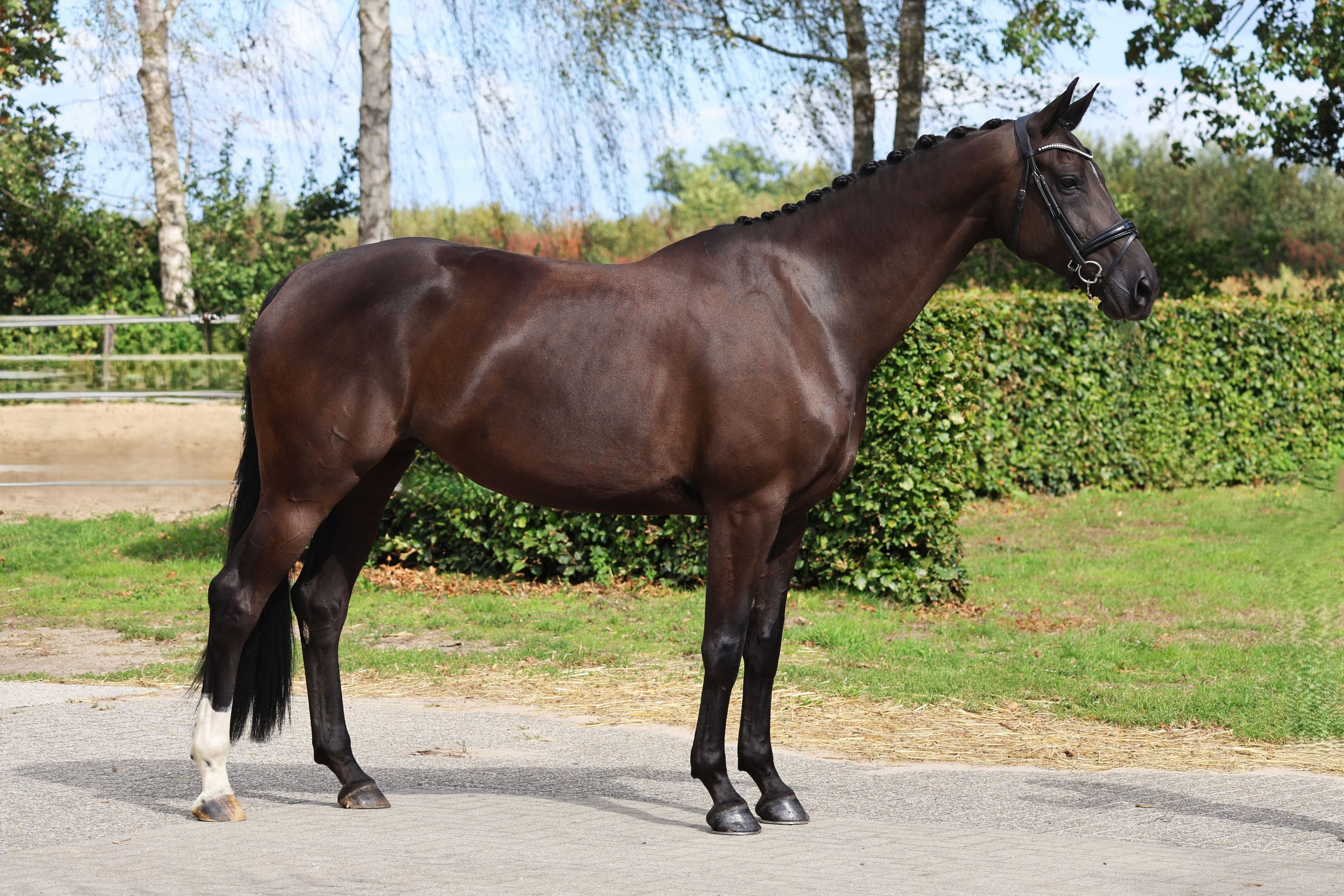 kwpn dressuurpaard merrie 6 years old zwart for sale - Photo 2
