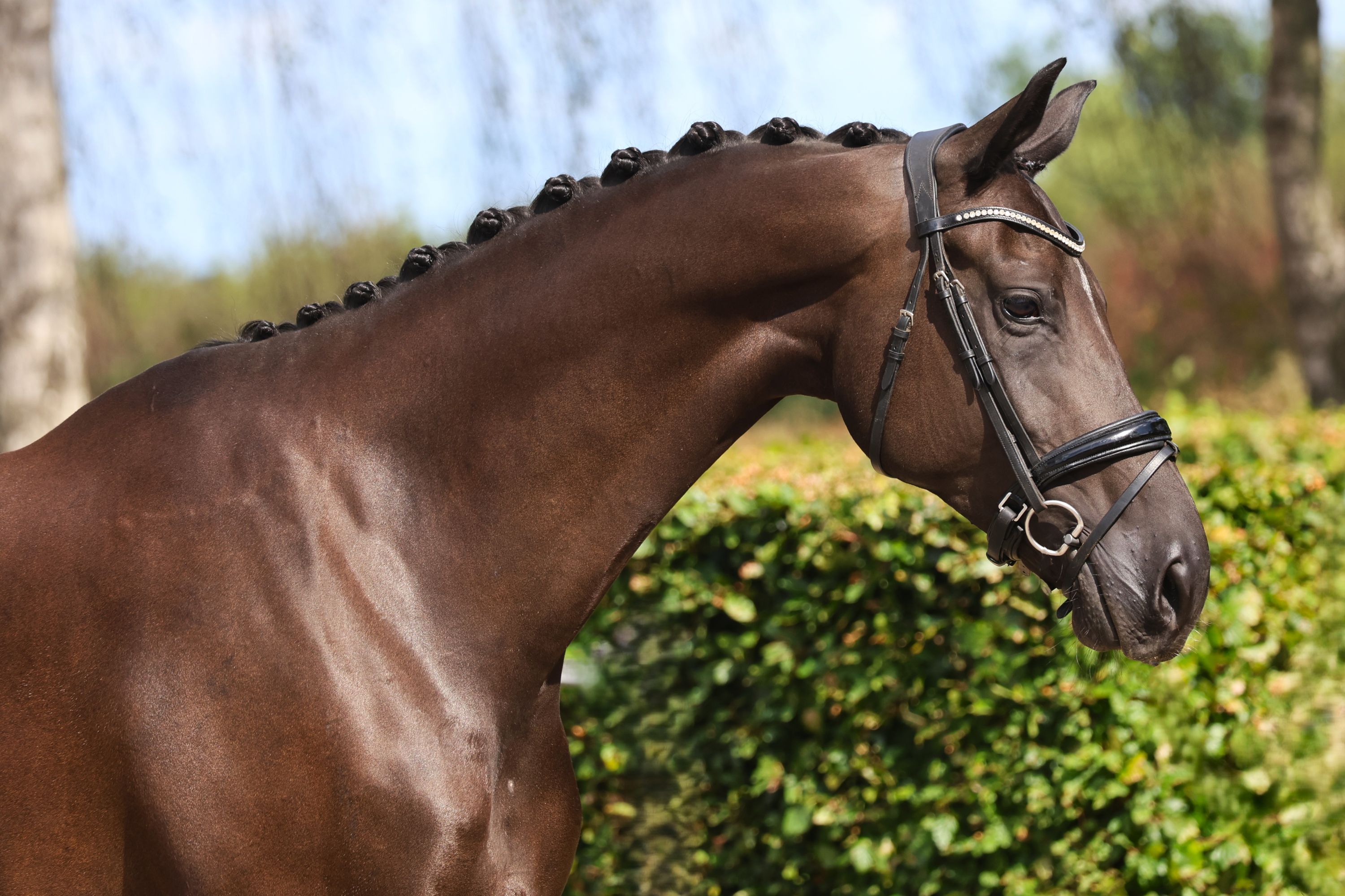 kwpn dressuurpaard merrie 6 years old zwart for sale - Photo 3