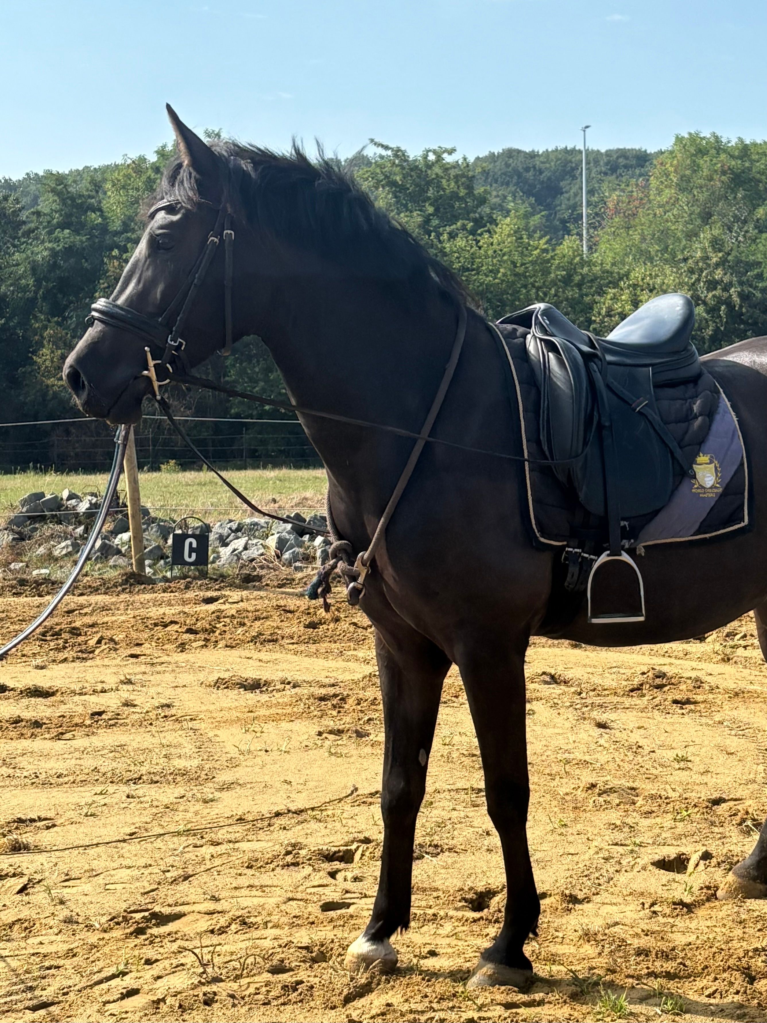 Allround zwarte D-pony ruin | 3 jaar |