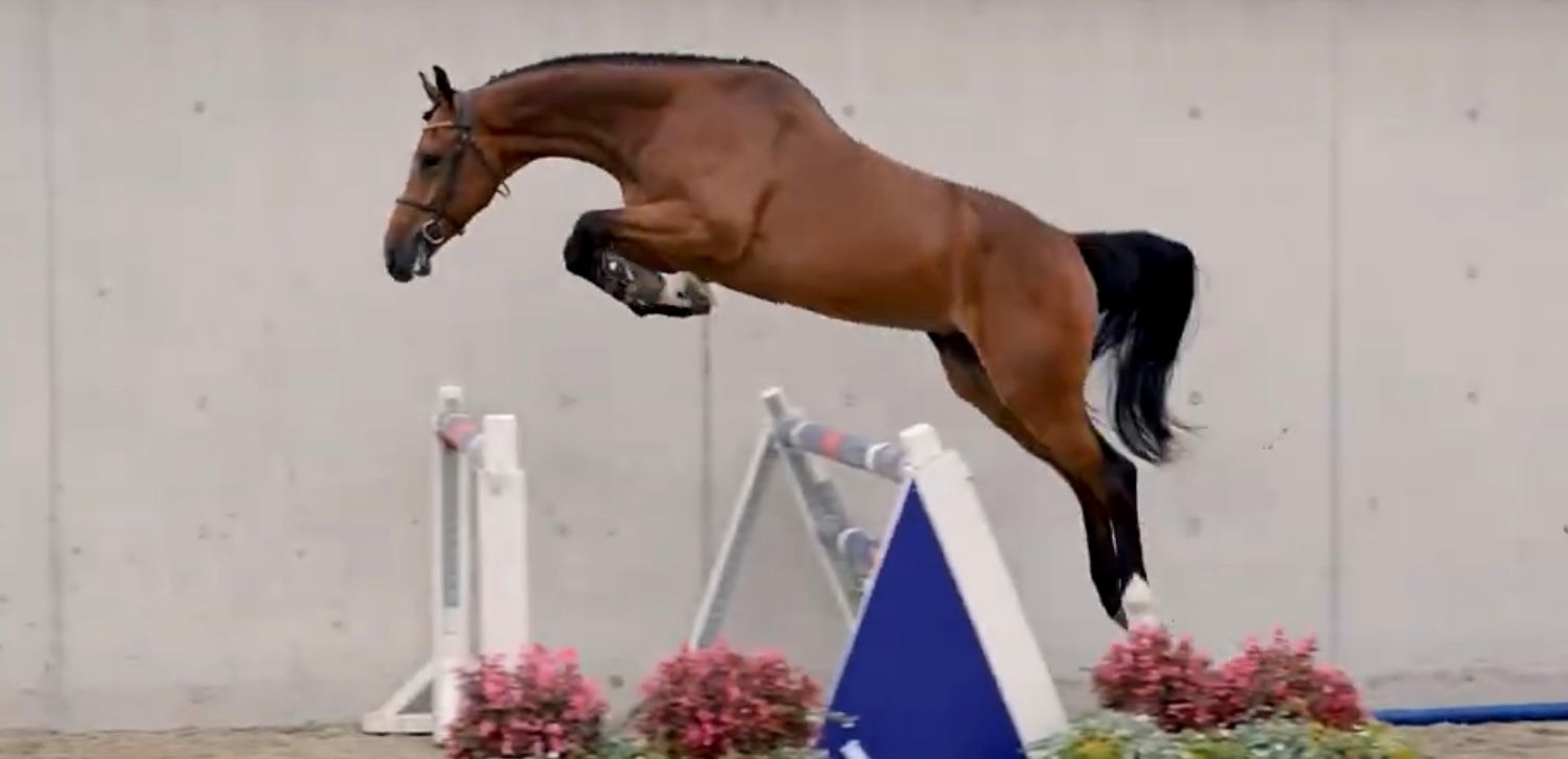 kwpn springpaard ruin 5 years old bruin for sale - Photo 2