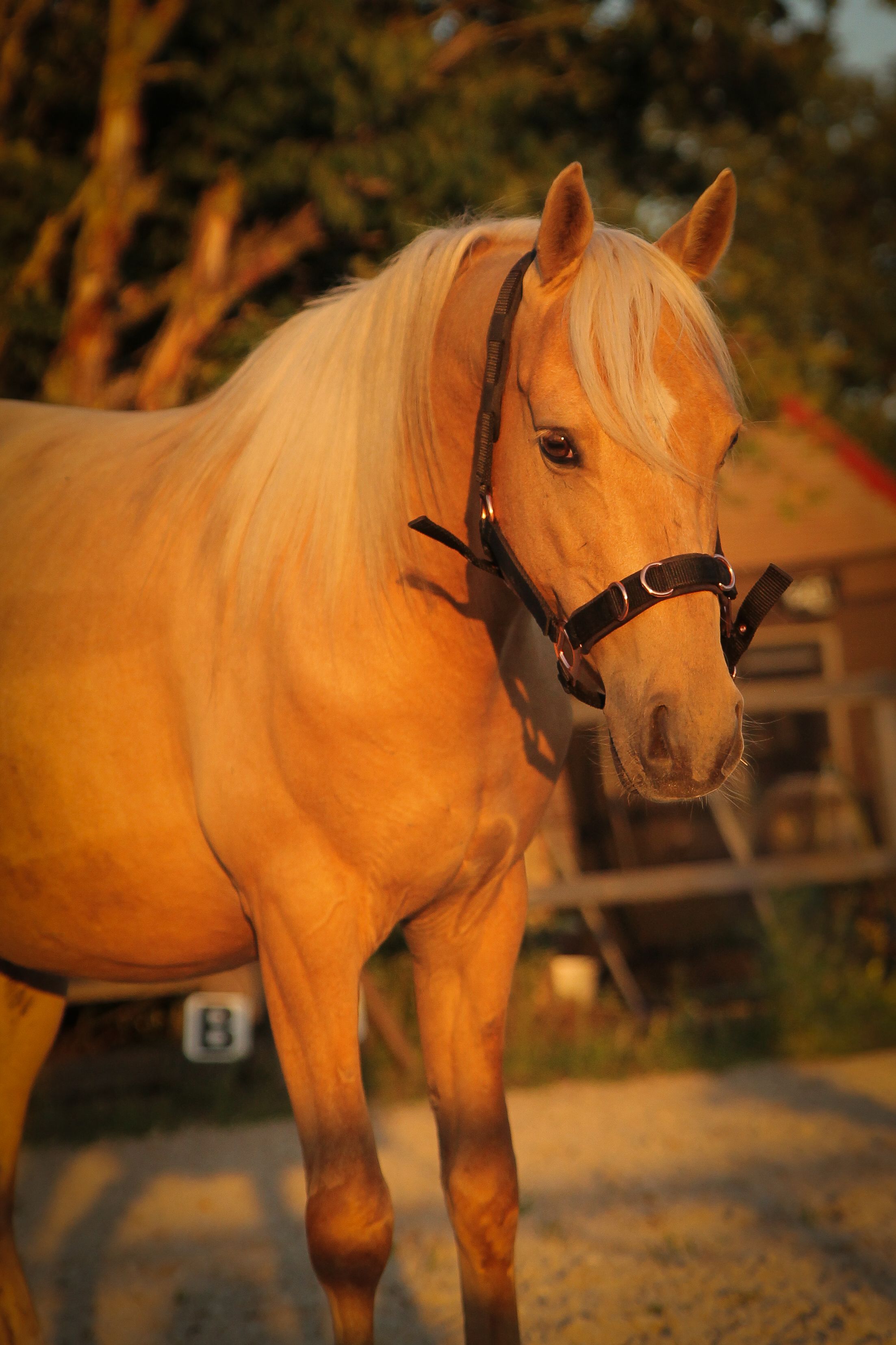 Eyecatcher Chico is ready to conquer the ring