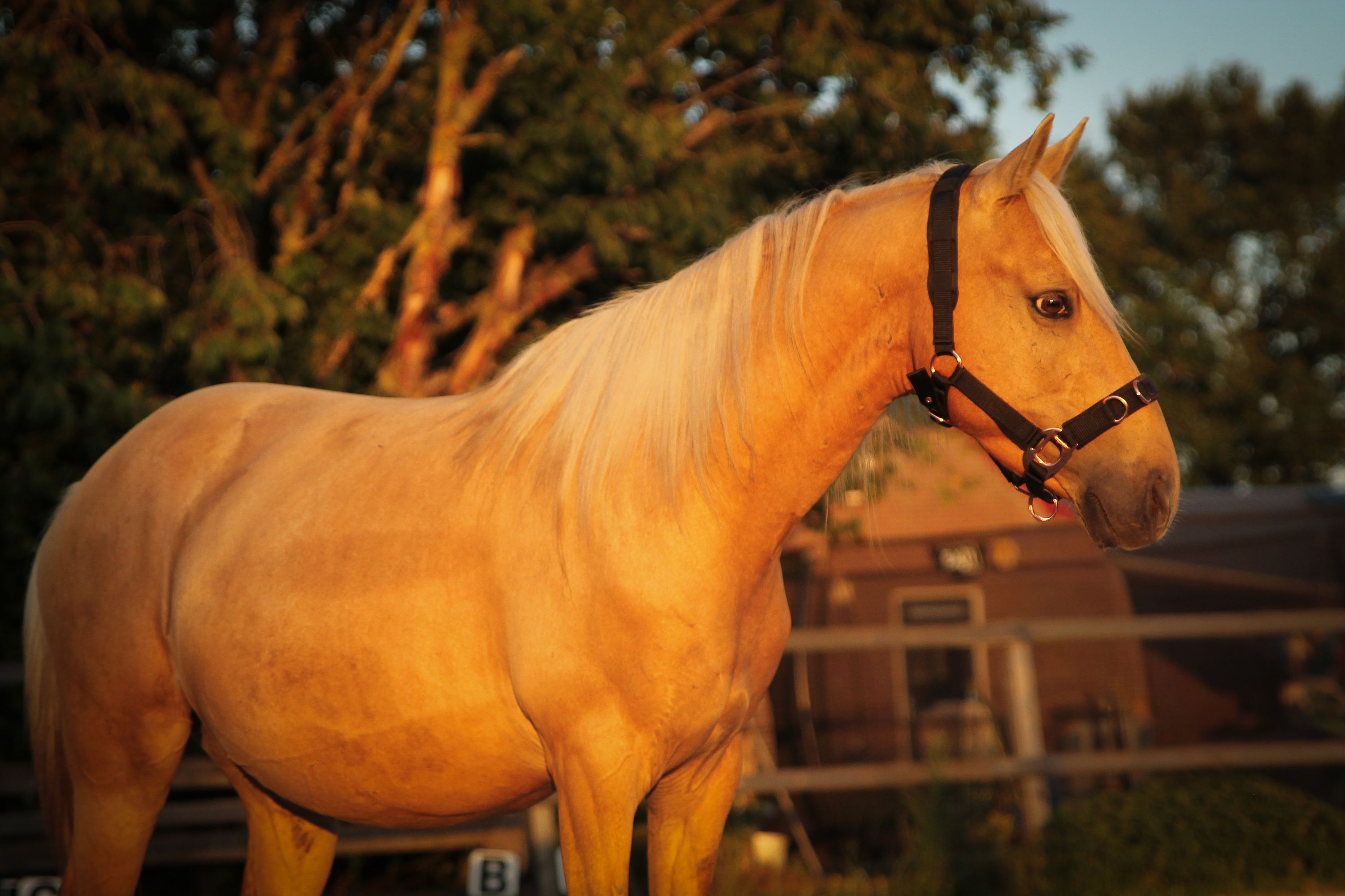 welsh allround-pony ruin 6 years old palomino for sale - Photo 2
