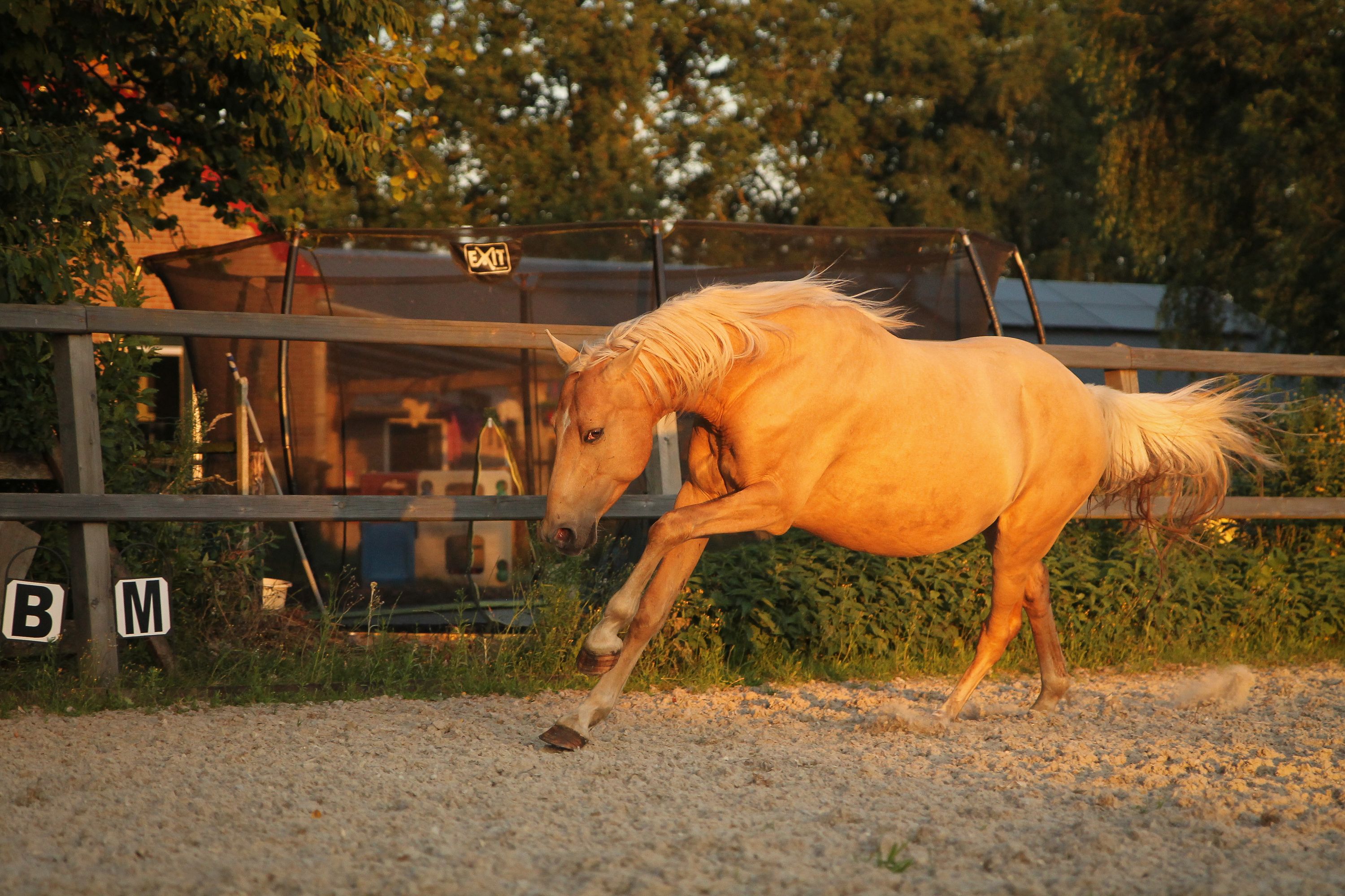 welsh allround-pony ruin 6 years old palomino for sale - Photo 4