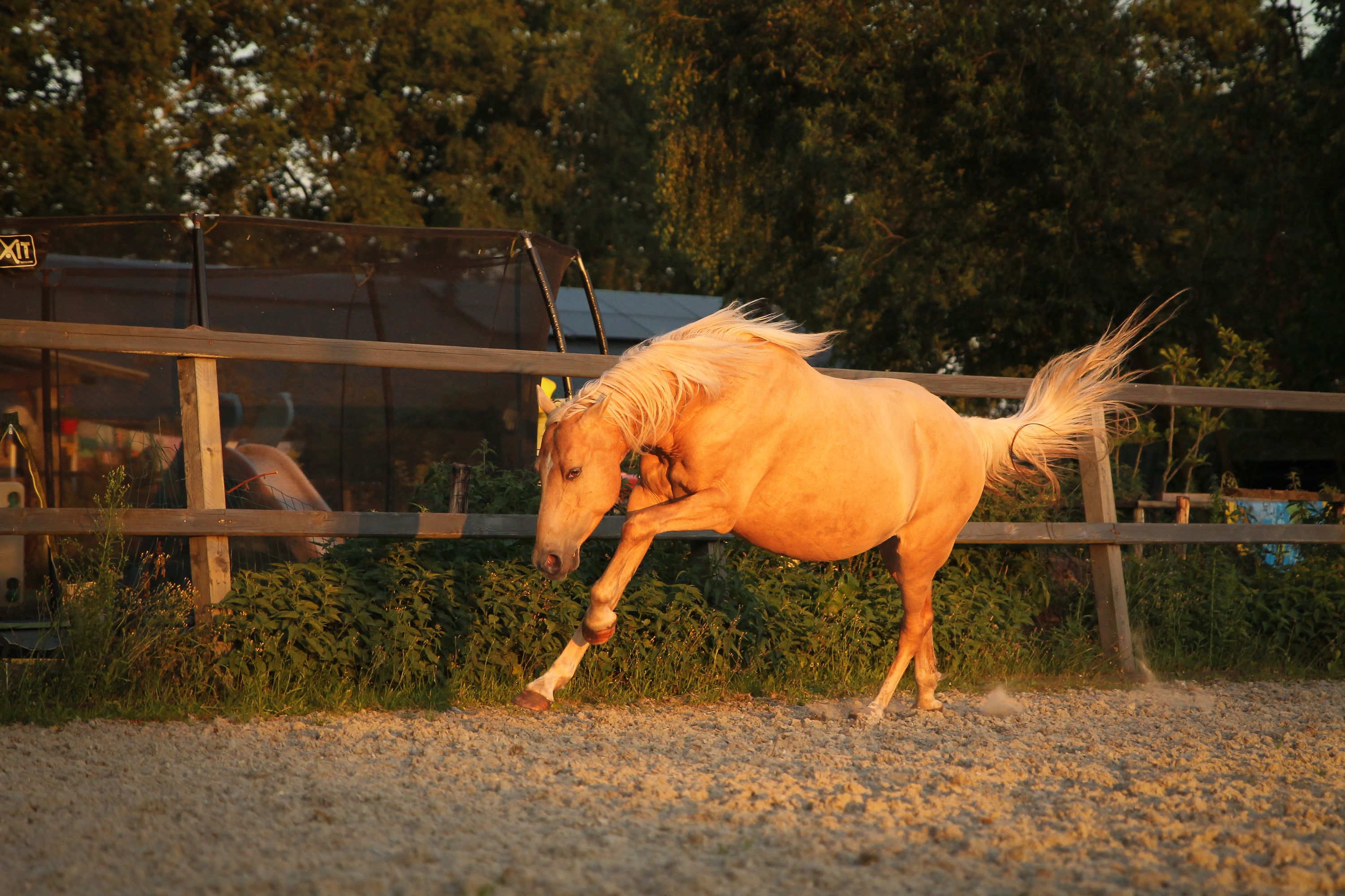 welsh allround-pony ruin 6 years old palomino for sale - Photo 6