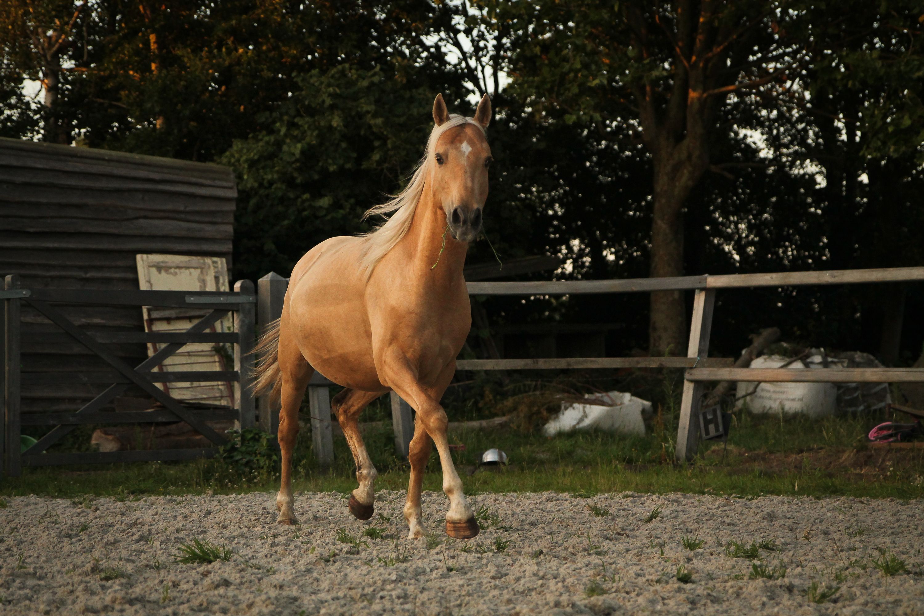 welsh allround-pony ruin 6 years old palomino for sale - Photo 5