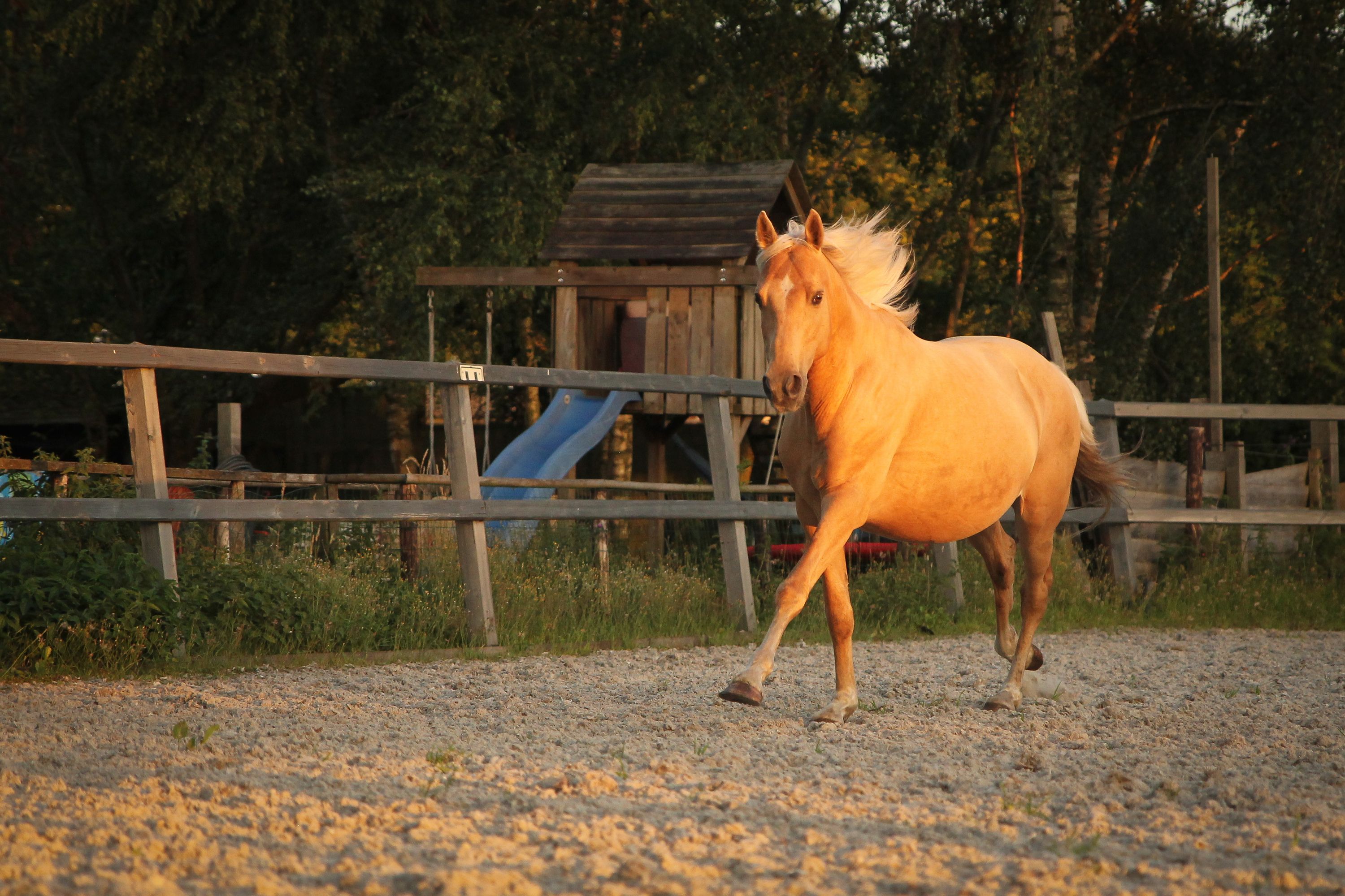 welsh allround-pony ruin 6 years old palomino for sale - Photo 3
