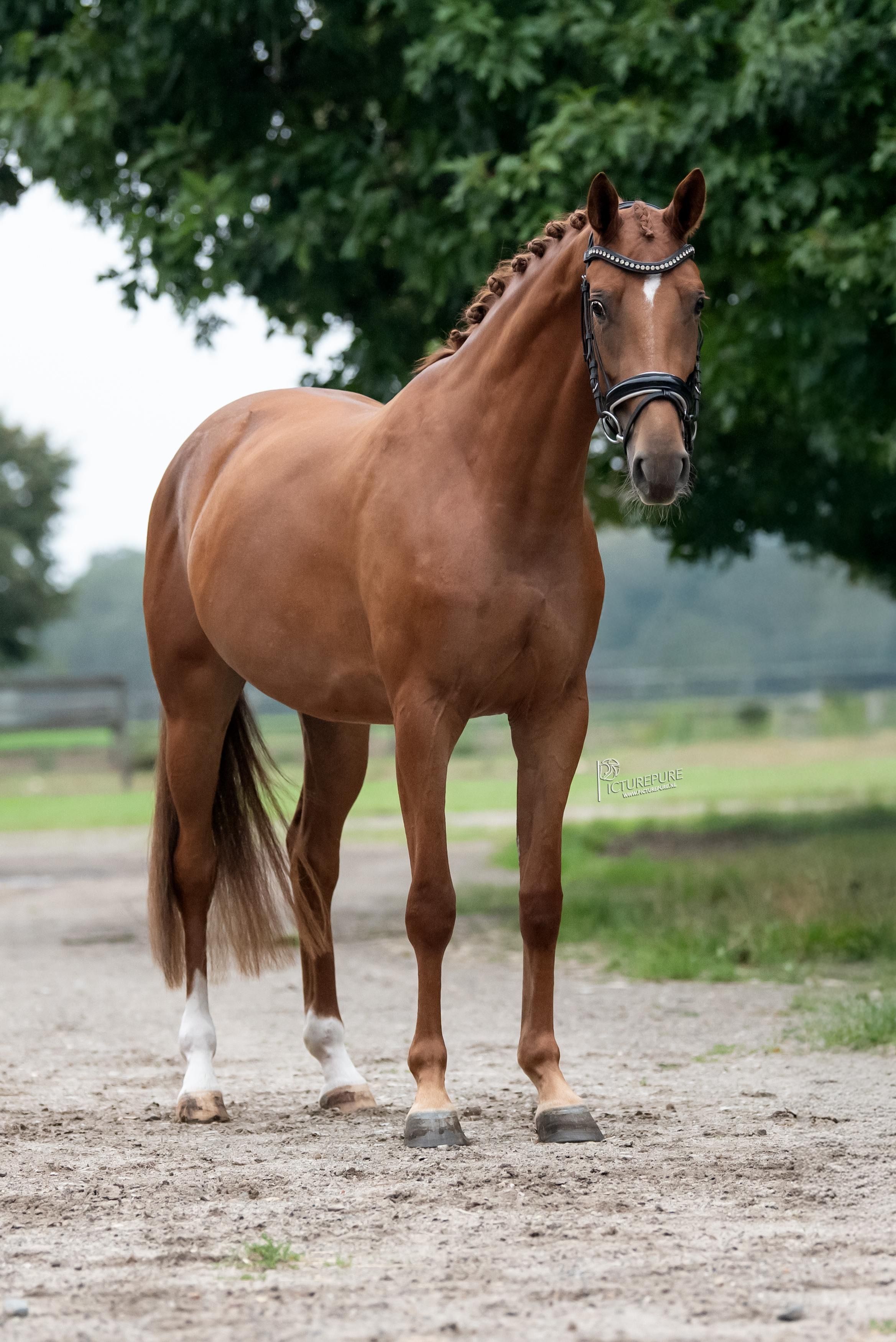 kwpn dressuurpaard merrie 3 Jahre alt vos zu verkaufen - Foto 3