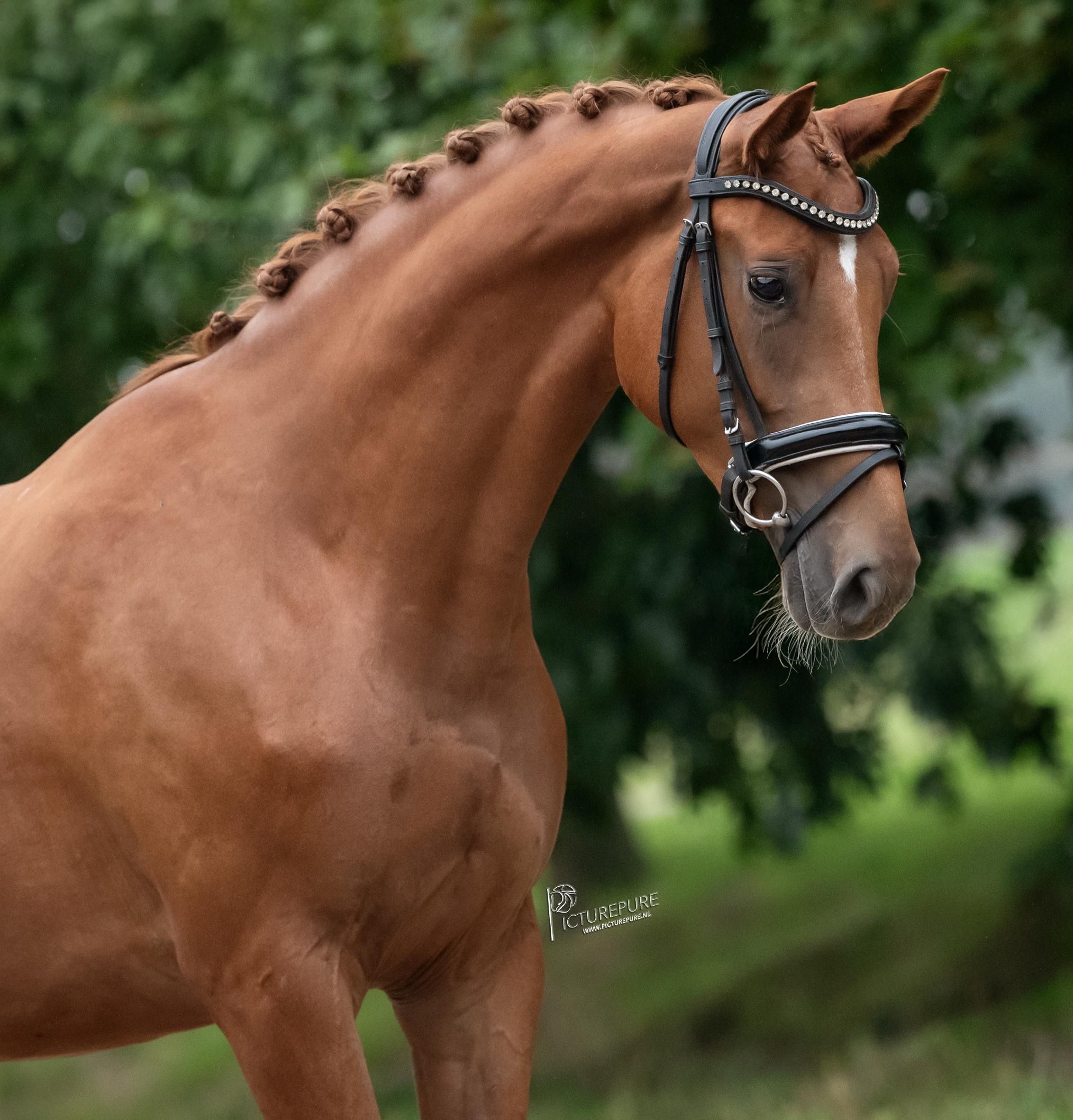 kwpn dressuurpaard merrie 3 Jahre alt vos zu verkaufen - Foto 2