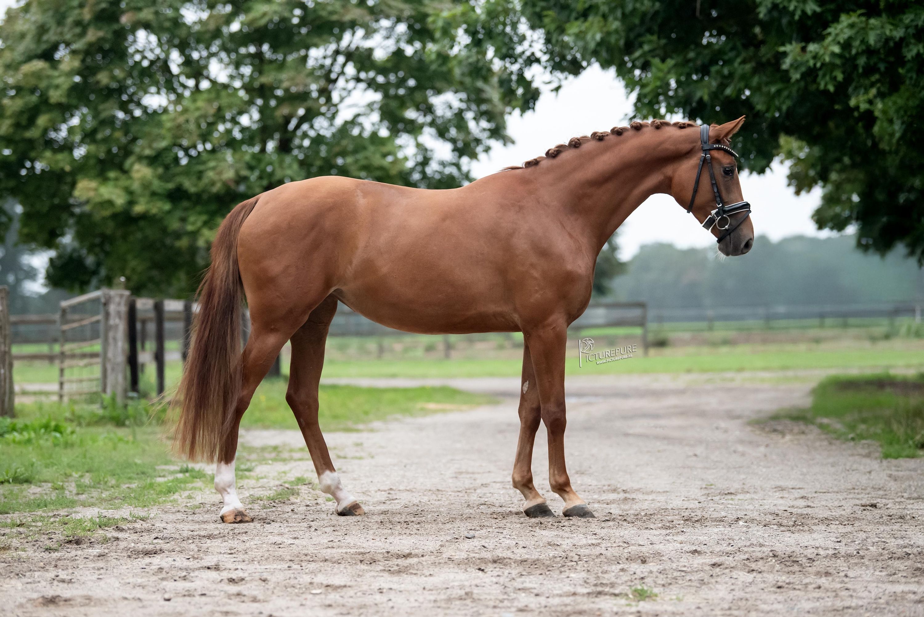 kwpn dressuurpaard merrie 3 Jahre alt vos zu verkaufen - Foto 4