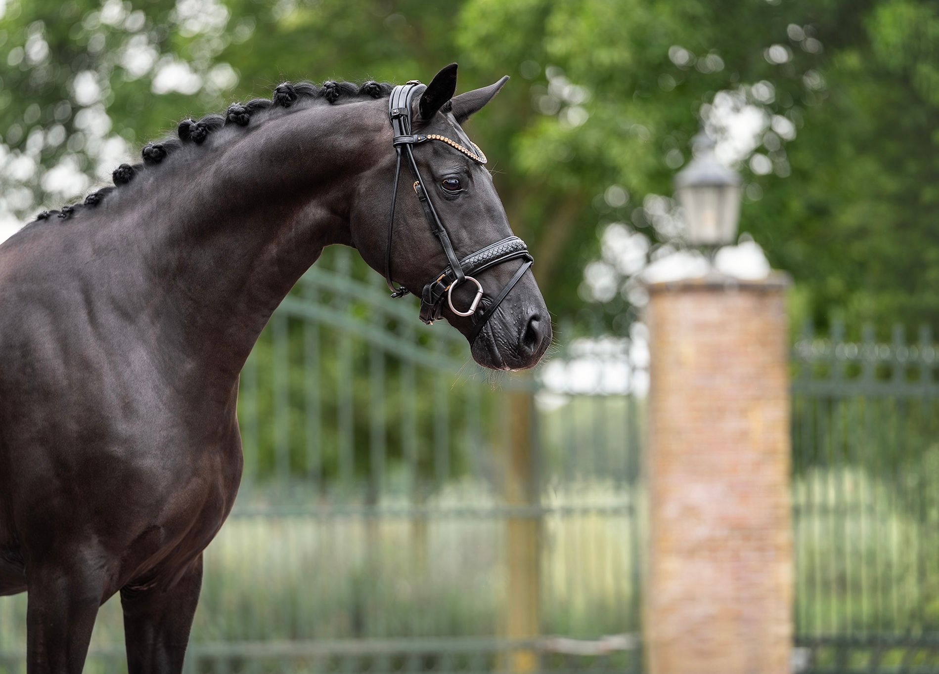 kwpn dressuurpaard merrie 8 歳 zwart 売り出し中 - 写真 2