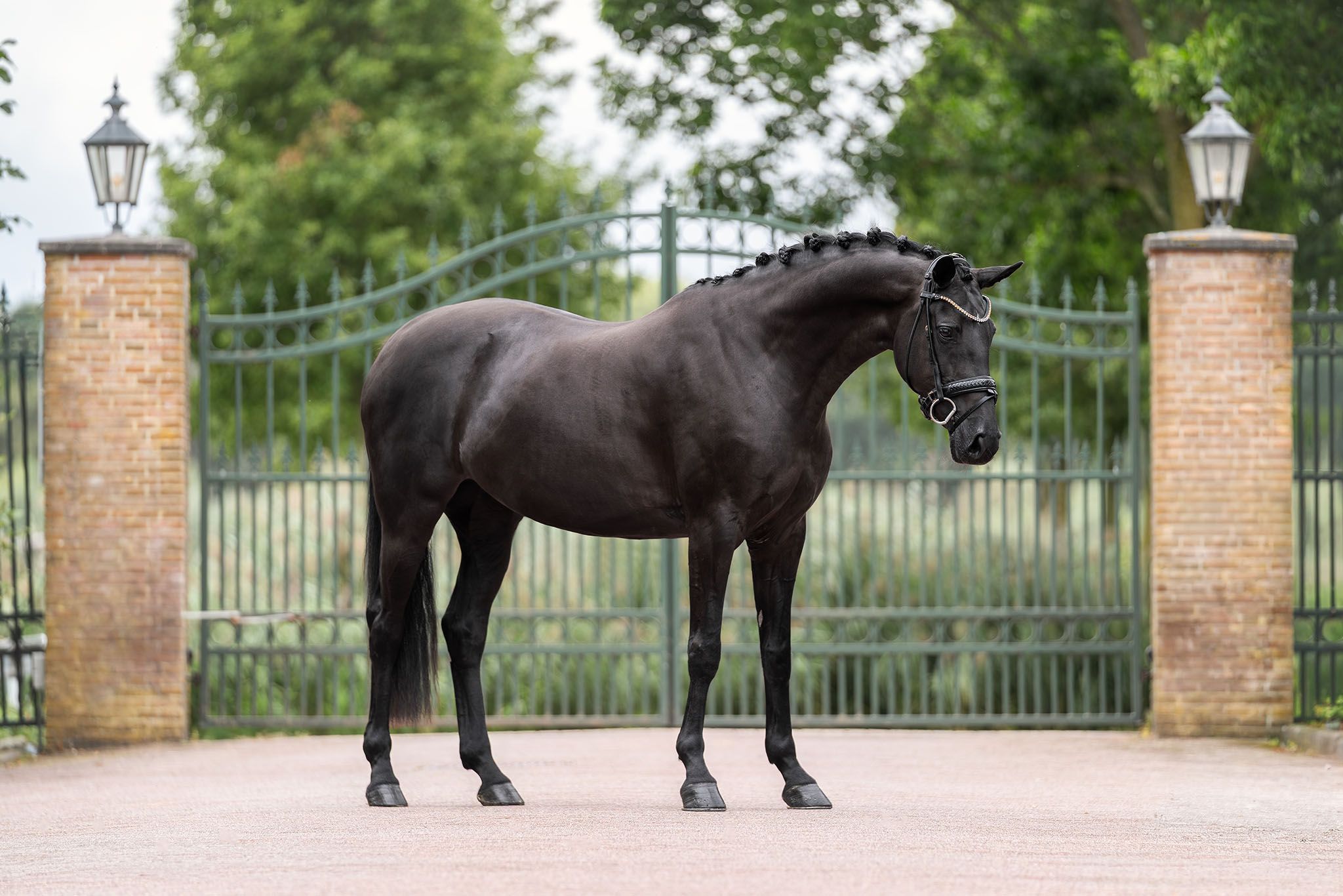 kwpn dressuurpaard merrie 8 歳 zwart 売り出し中 - メイン写真