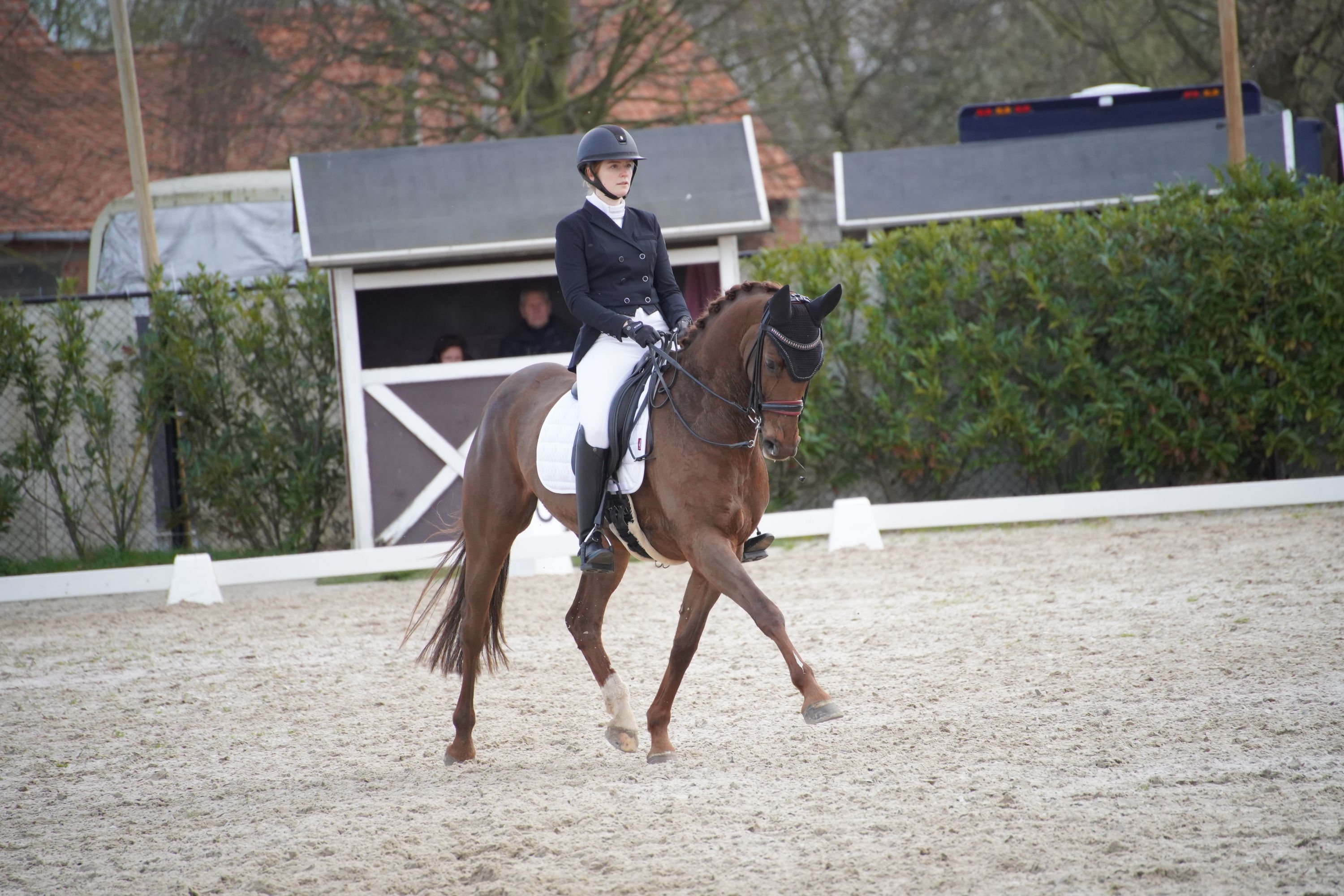 oldenburg dressuurpaard merrie 11 years old vos for sale - Photo 2