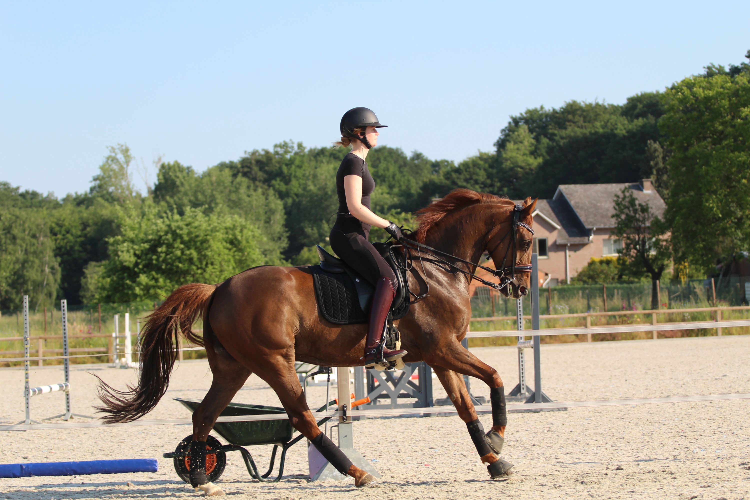 oldenburg dressuurpaard merrie 11 years old vos for sale - Photo 3