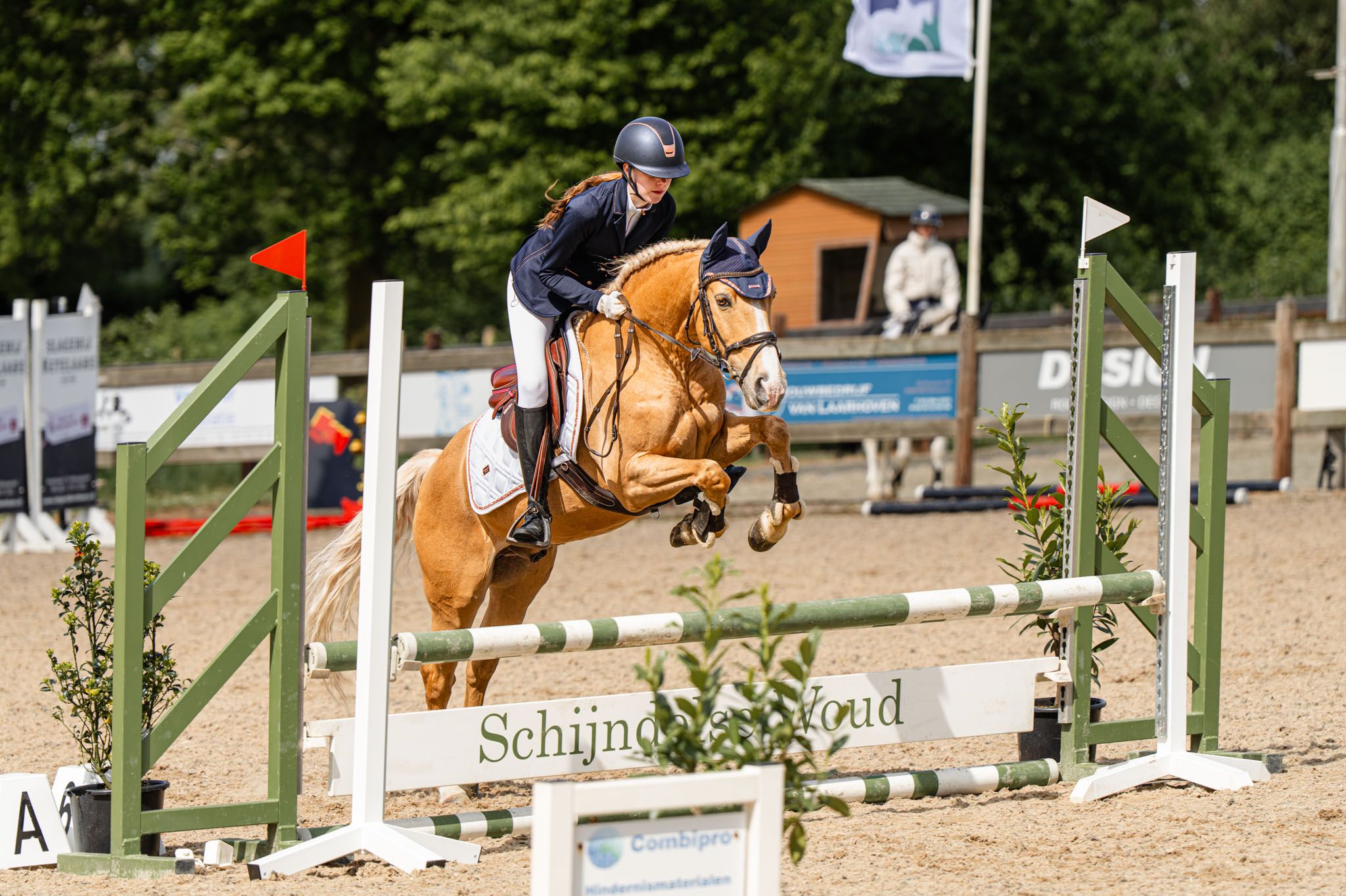 Honest and All-Round Spanish Palomino D-Pony