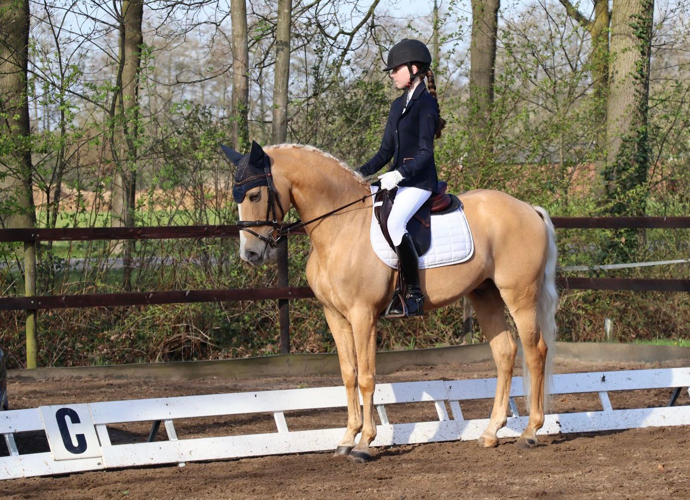 allround-pony ruin 15 years old palomino for sale - Photo 2