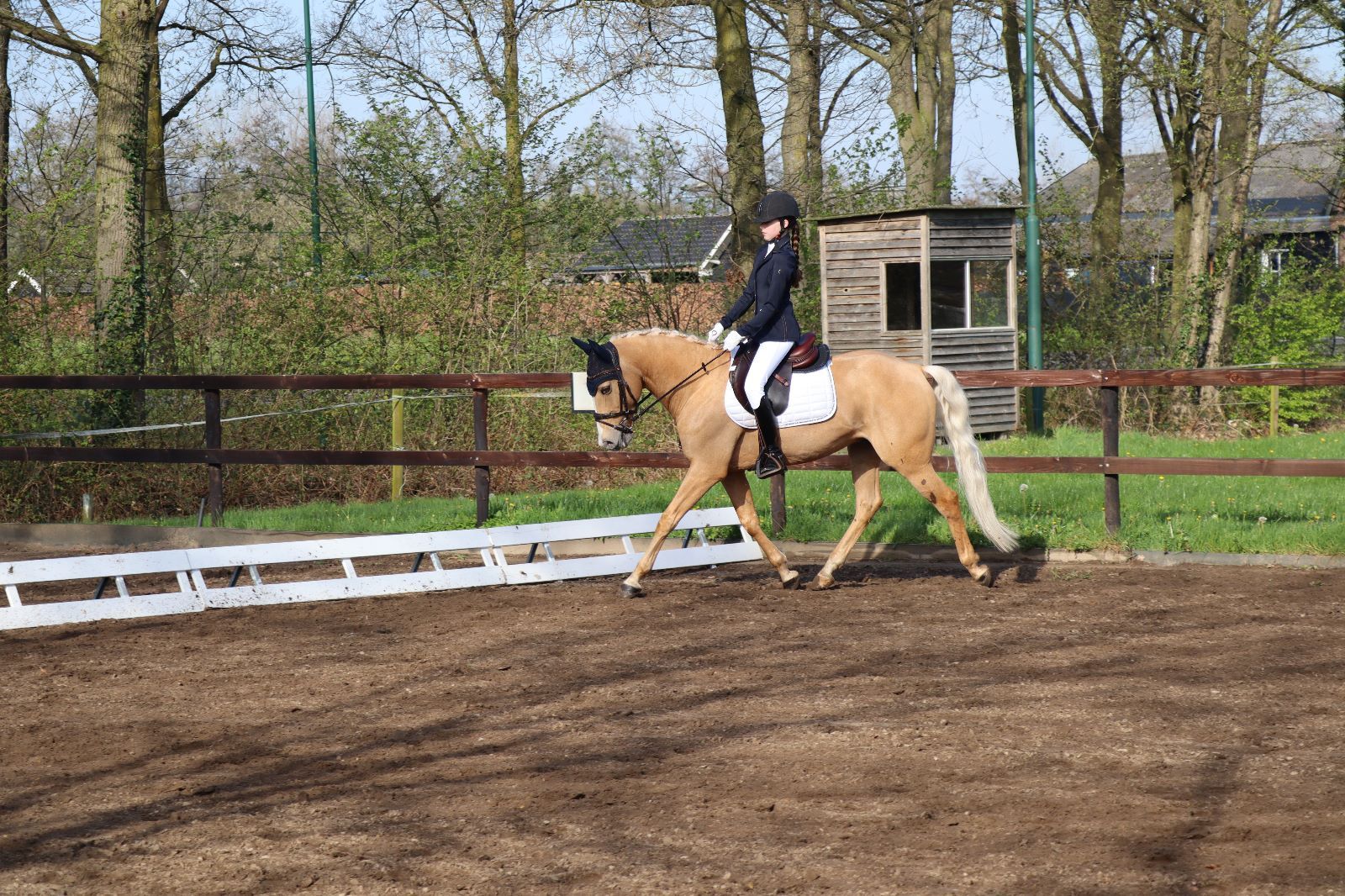 allround-pony ruin 15 years old palomino for sale - Photo 3