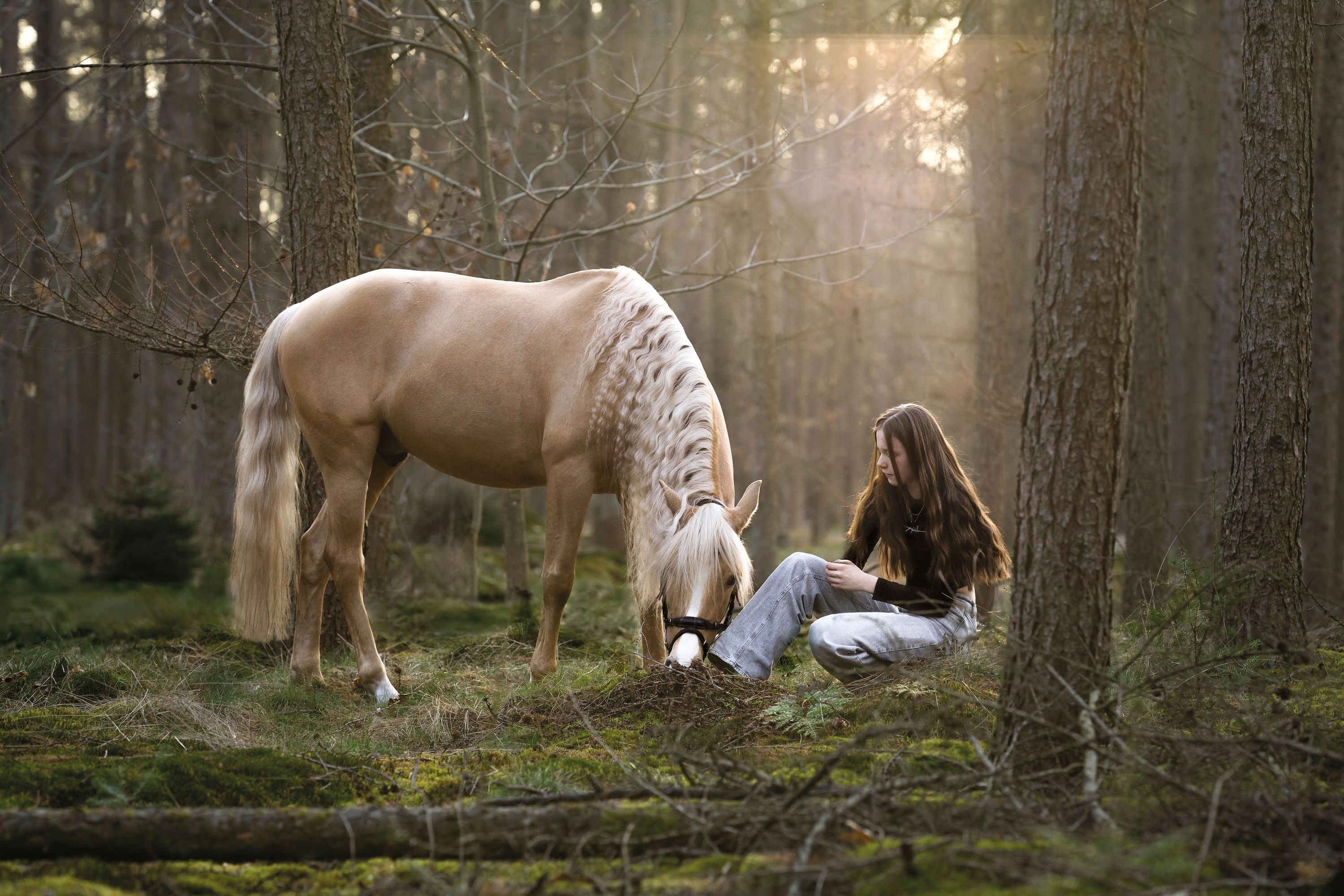 allround-pony ruin 15 years old palomino for sale - Photo 5