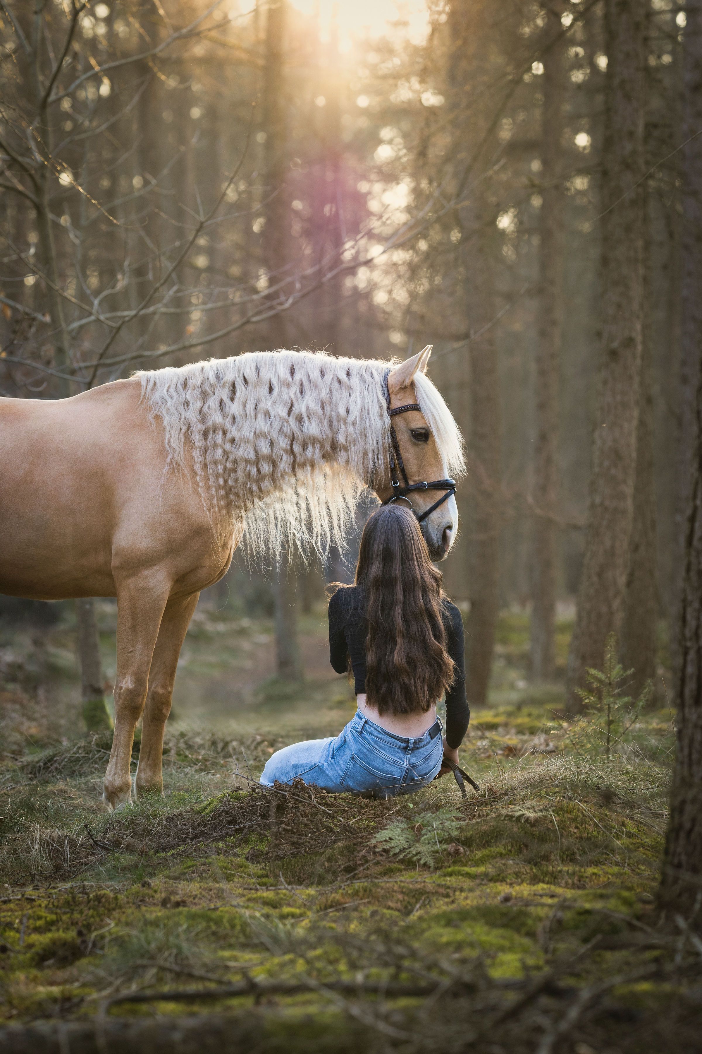 allround-pony ruin 15 years old palomino for sale - Photo 6
