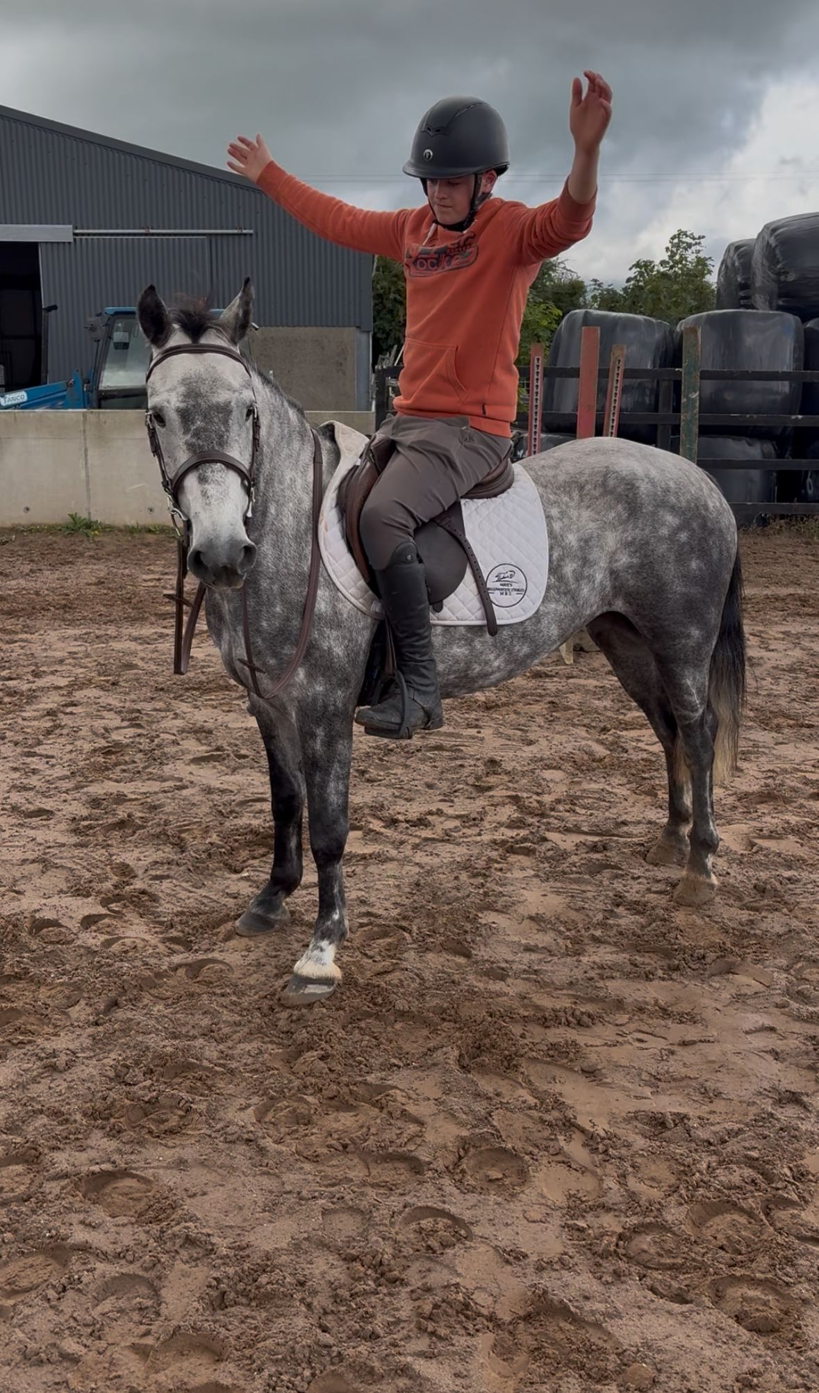 connemara allround-pony merrie 6 ετών schimmel προς πώληση - Φωτογραφία 4
