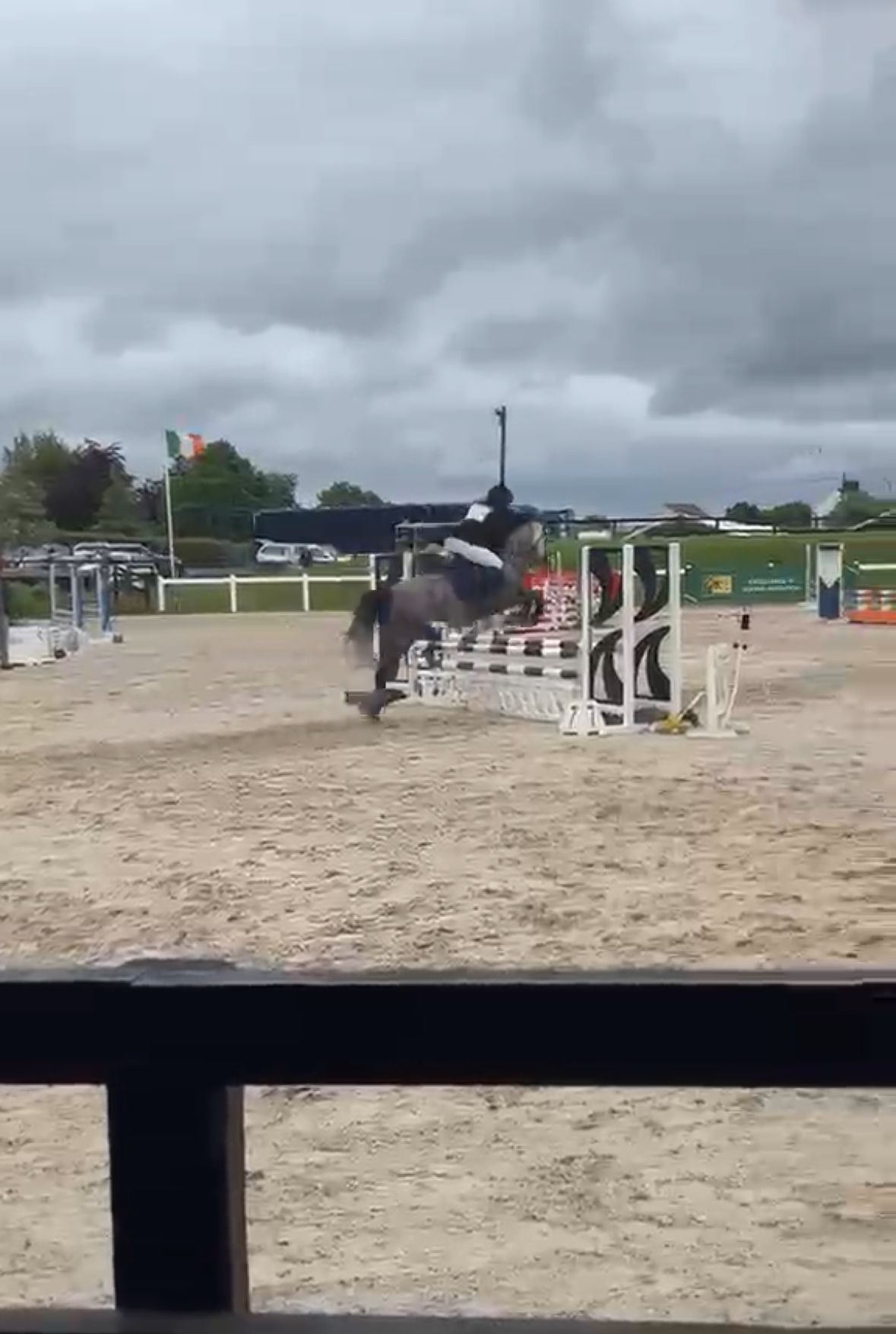 connemara allround-pony merrie 6 ετών schimmel προς πώληση - Φωτογραφία 2