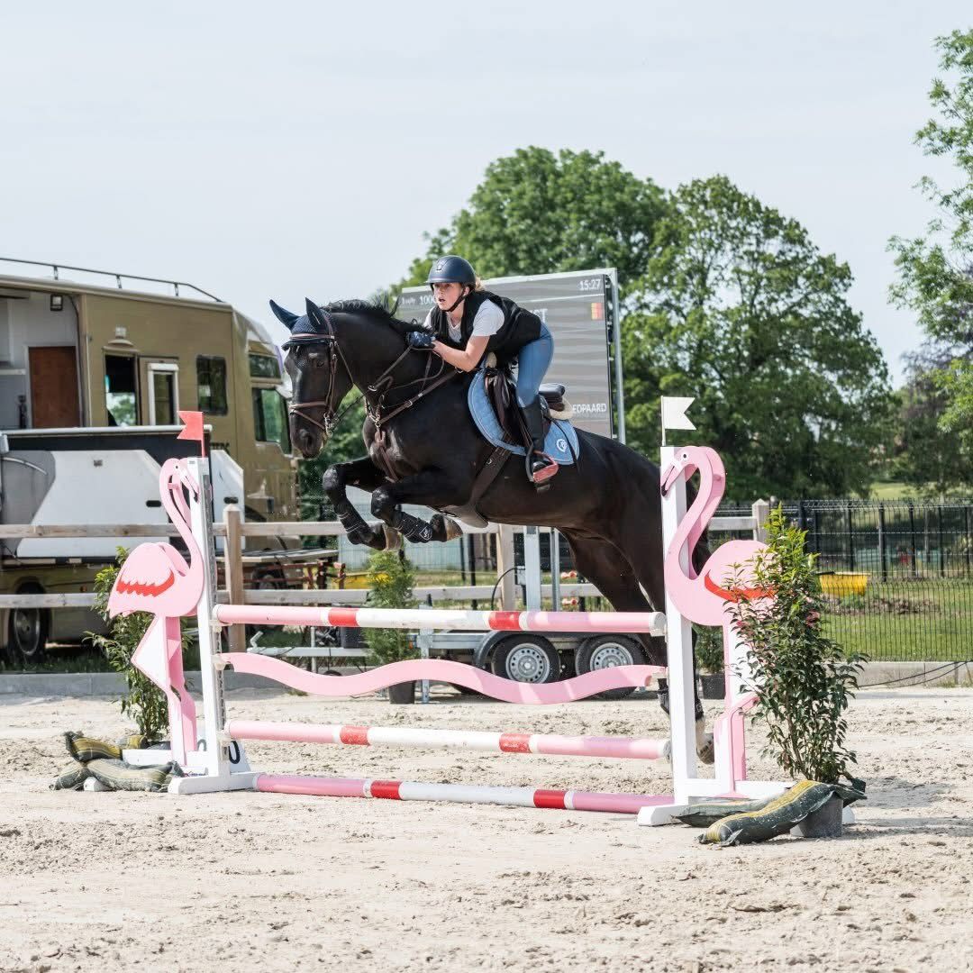 6 jarige BWP springruin