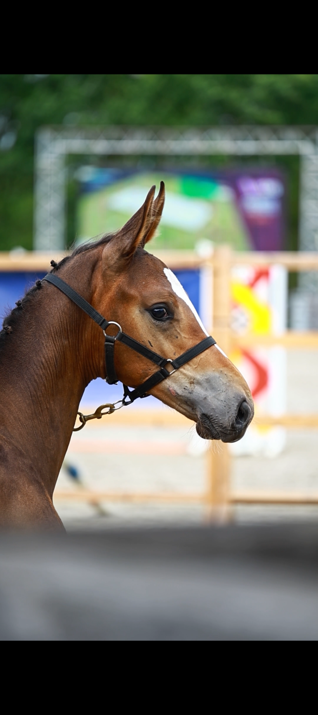 Puledro stallone Emir x untouchable in vendita