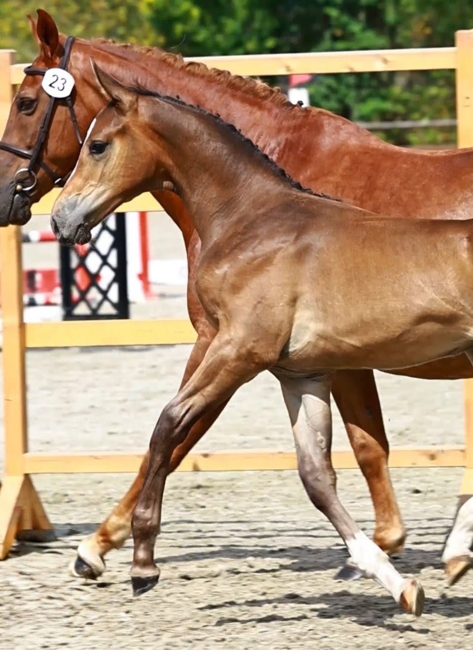 anglo-europees springpaard hengst 0 Jahre alt donkerbruin zu verkaufen - Foto 4