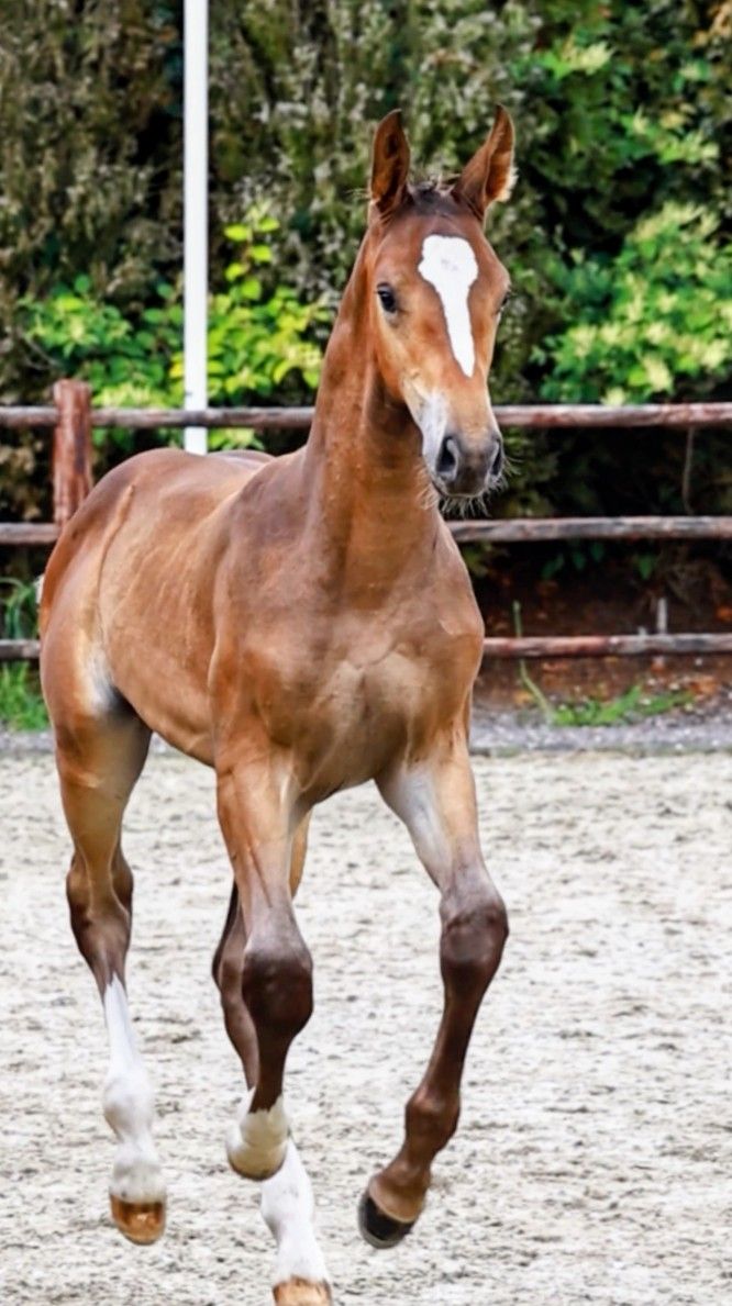 anglo-europees springpaard hengst 0 Jahre alt donkerbruin zu verkaufen - Foto 3